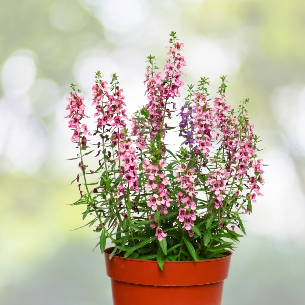Angelonia Plant 6" Pot Pink Heat-Tolerant Summer Snapdragon Angelonia angustifolia for Gardens and Containers