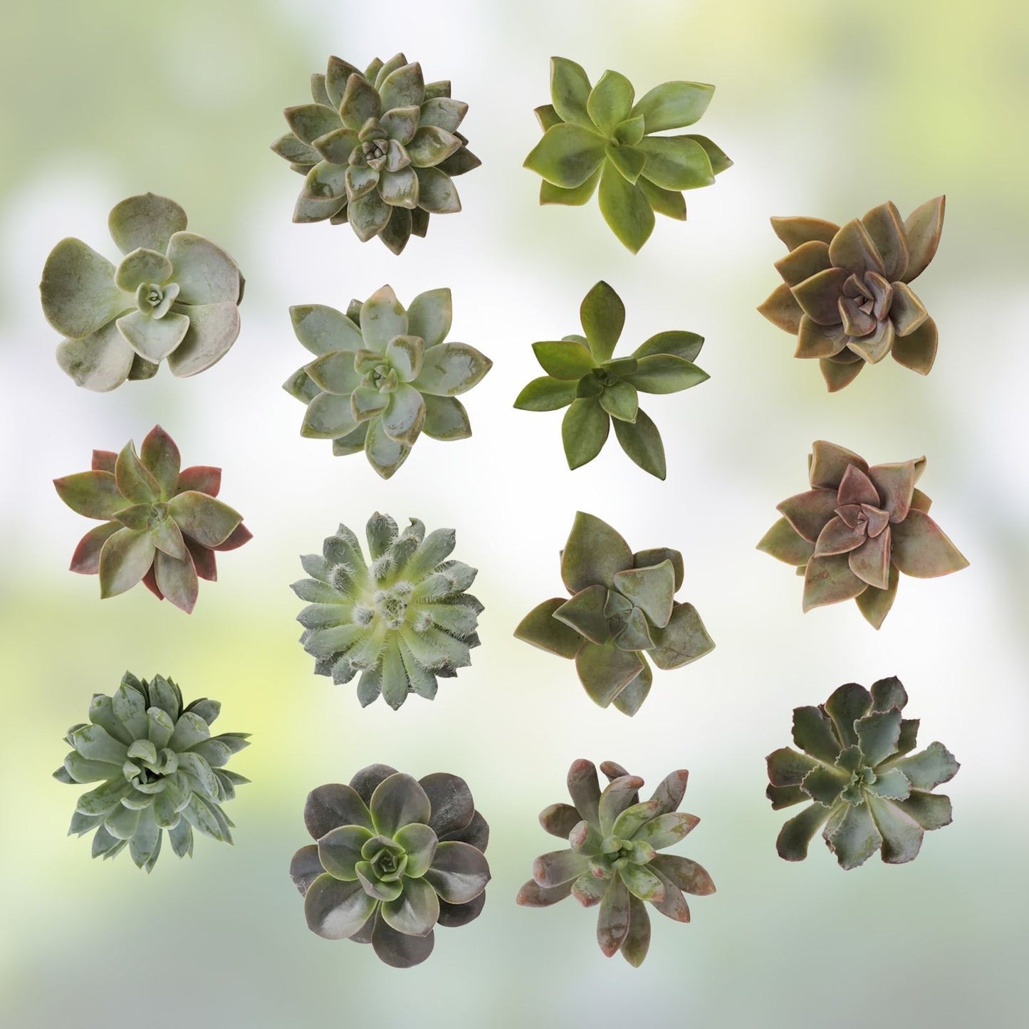 Assorted Succulent Cuttings 100 Pieces 20 Varieties for DIY Arrangements Garden Projects | Succulent Plants Collection