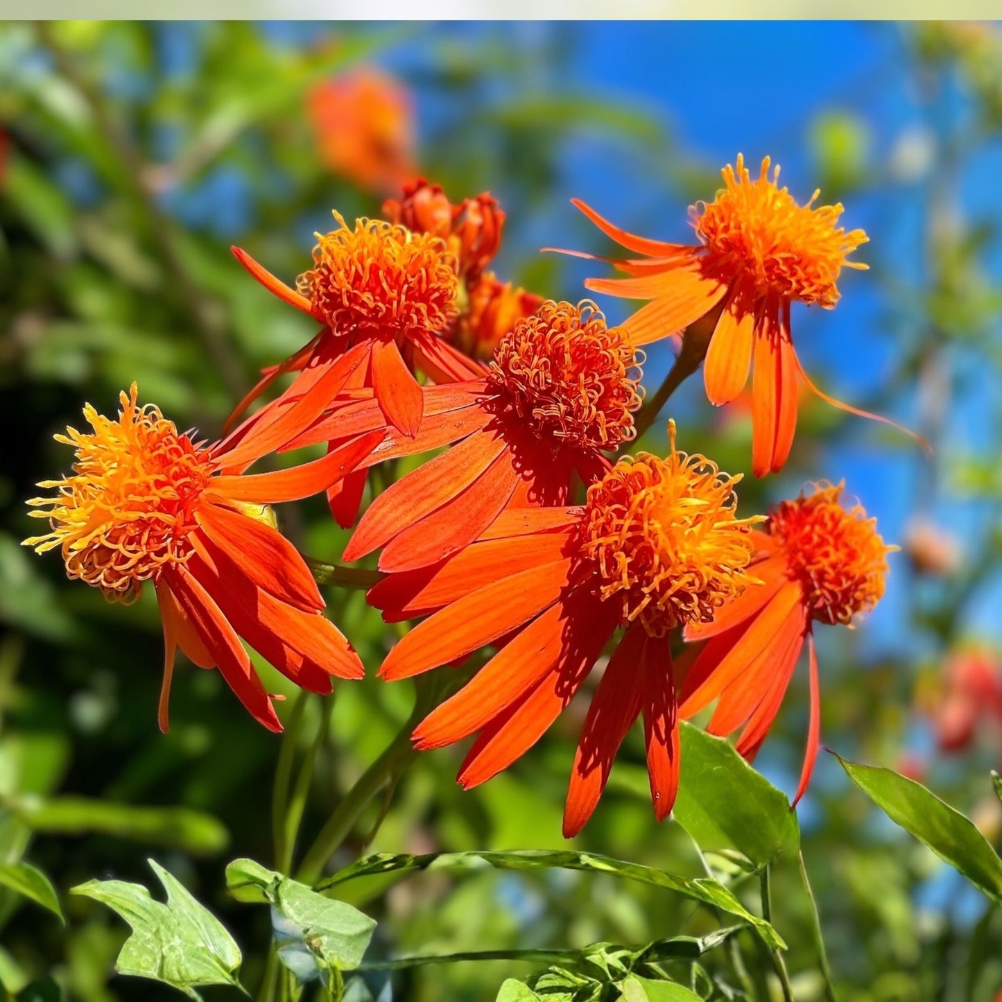 Mexican Flame Vine Cuttings 10 Pack 5-7 inches Pseudogynoxys Chenopodioides No Roots Climbing Plant Seeds
