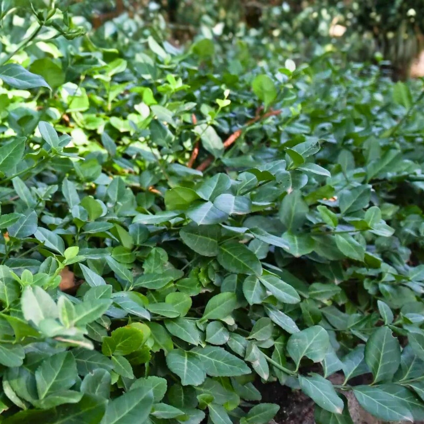 Wintercreeper Plants 6 Pack Evergreen Ground Cover Euonymus fortunei Perennial Starter Plants
