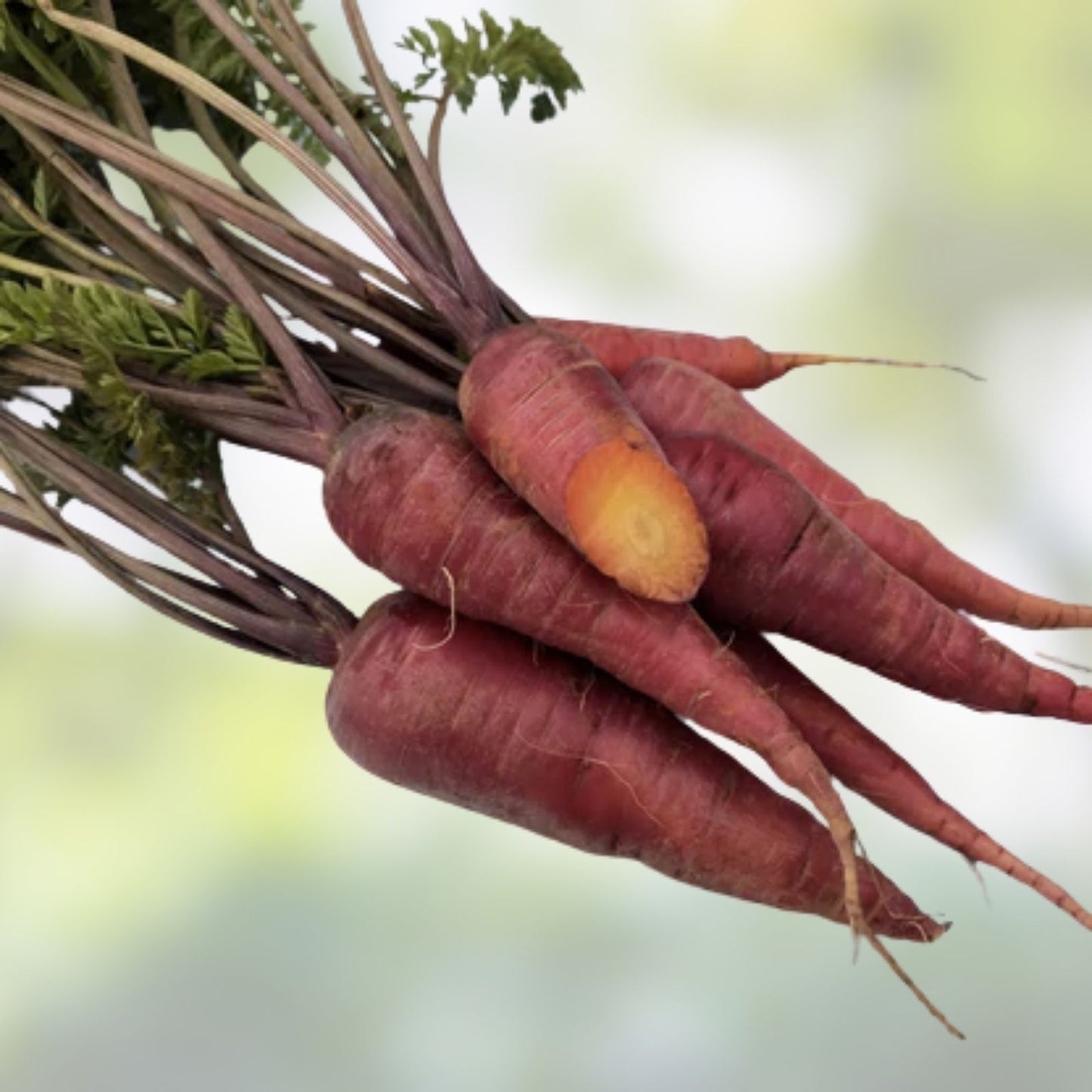 Dragon Carrot Seeds 500+ Count - Exotic Color, Delicious Taste - Daucus carota Organic Vegetable Seeds