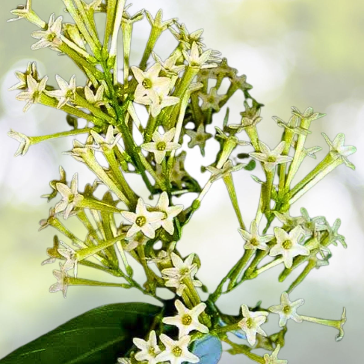 Night Blooming Jasmine Cuttings 10-Pack, Very Fragrant Cestrum Nocturnum, Ideal for Propagation, Green Tips