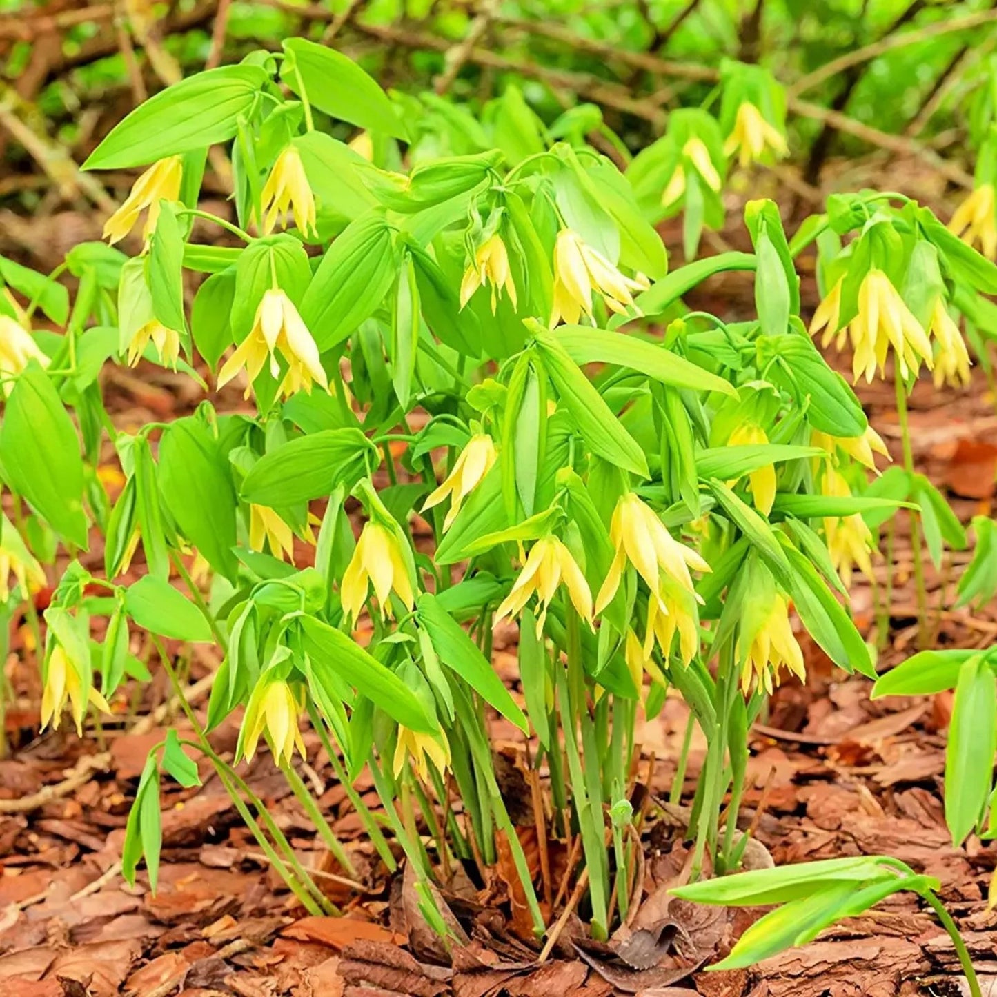 Bellwort Seeds 10 Pack - Weeping Bell Shaped Blooms - Uvularia grandiflora - Perennial Flower Seeds for Garden Planting
