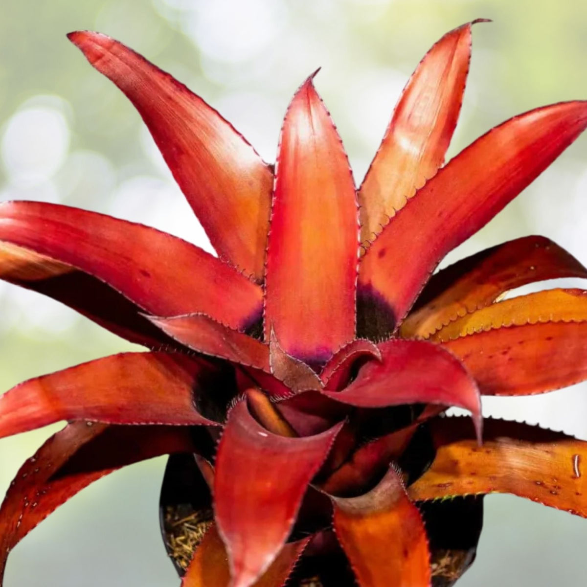 Bromeliad Plant 6" Pot Neoregelia Variety Tropical Indoor Houseplant - Decorative Home Décor Plant