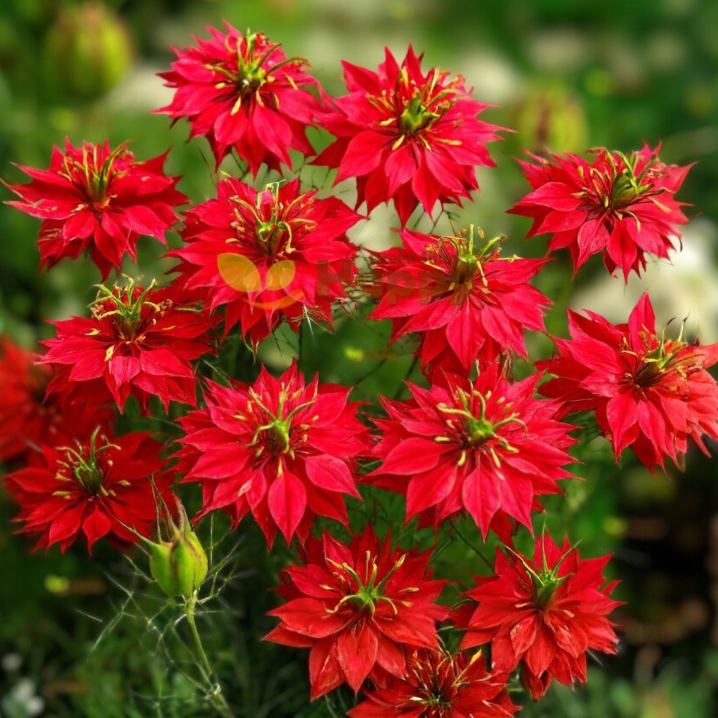 Love in a Mist Flower Seeds 500+ Persian Jewels Mix Nigella damascena Annual Garden Seeds for Pollinator Attraction