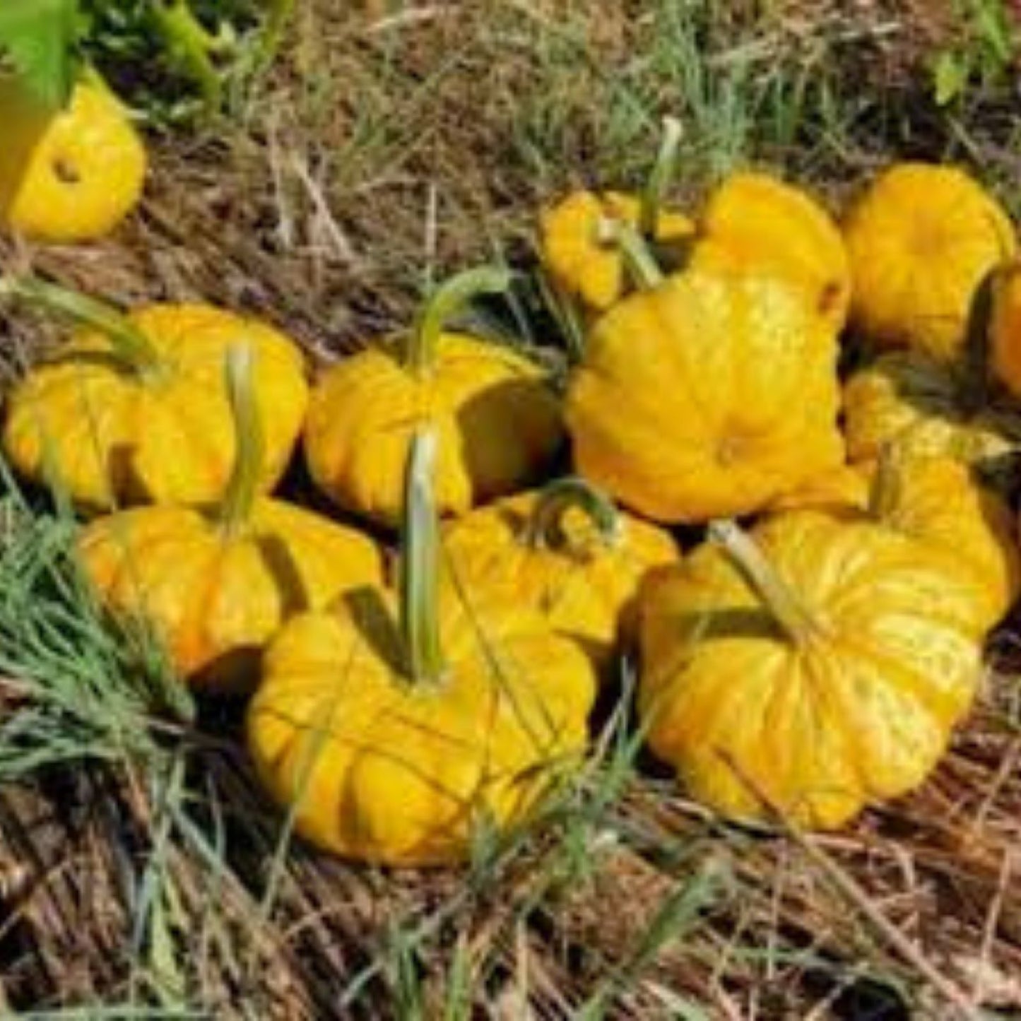 Sunrise Pumpkin Seeds for Planting - 10 Count, Exotic Cucurbita pepo, Hard-to-Find Pumpkin Seed Variety