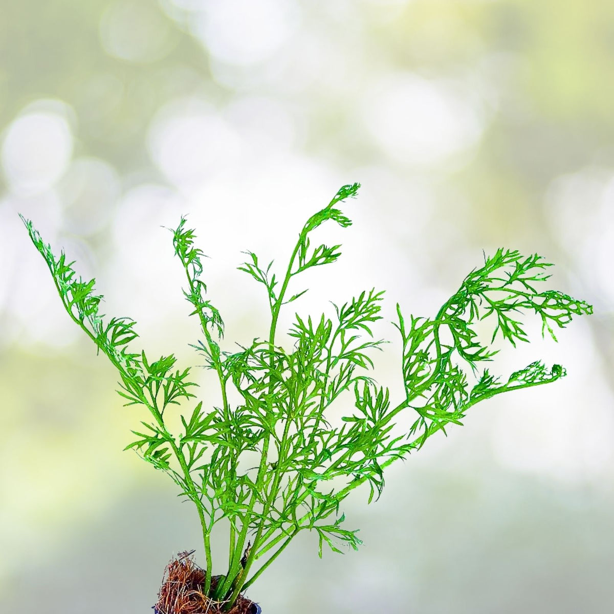 Water Sprite Live Aquarium Plant - 1 Easy Water Fern - Ceratopteris thalictroides for Pond and Aquarium