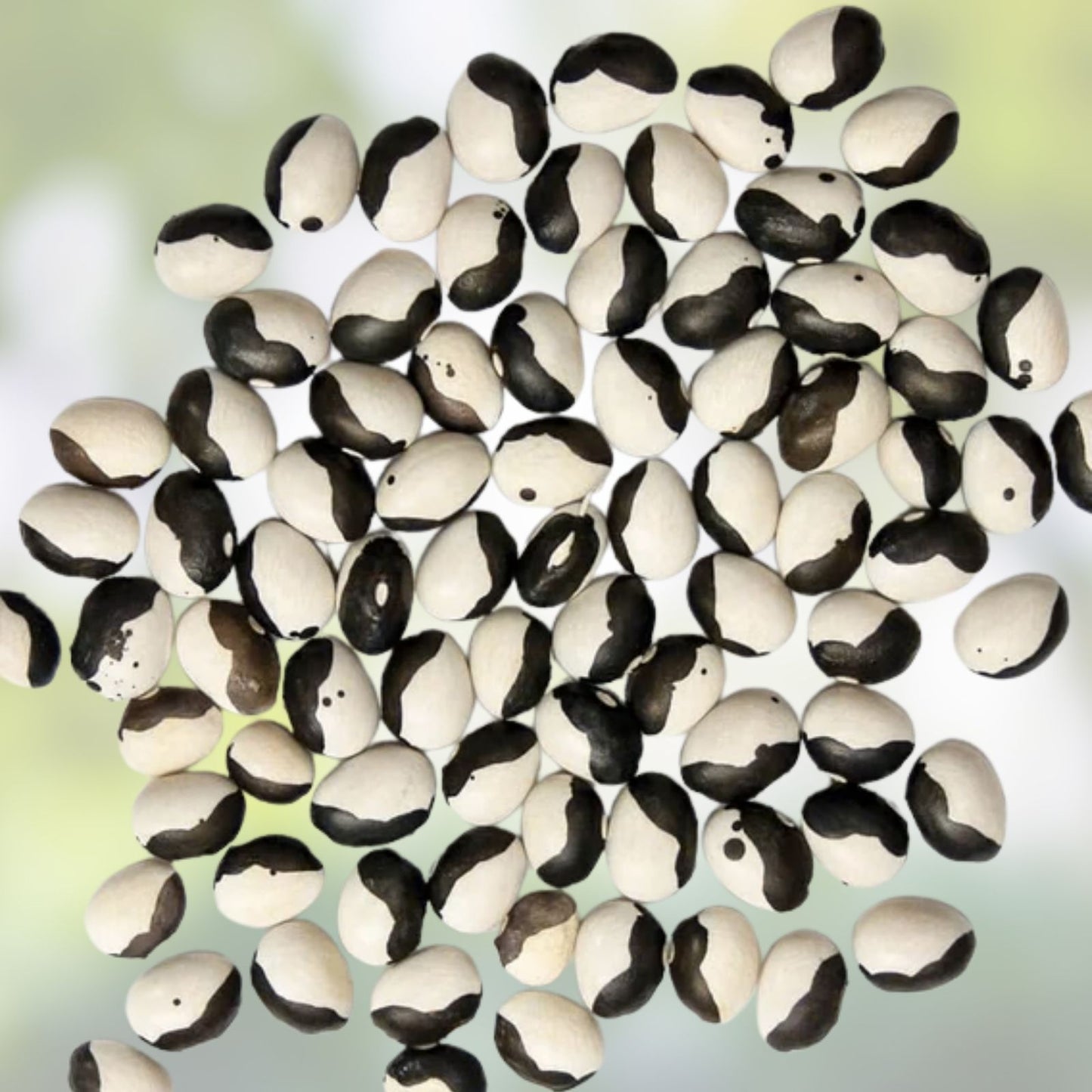 Baobab Tree Seeds 5 Pack - Adansonia digitata Tropical Tree Seeds for Growing, Rare, Drought Tolerant, Unique Ornamental Plant