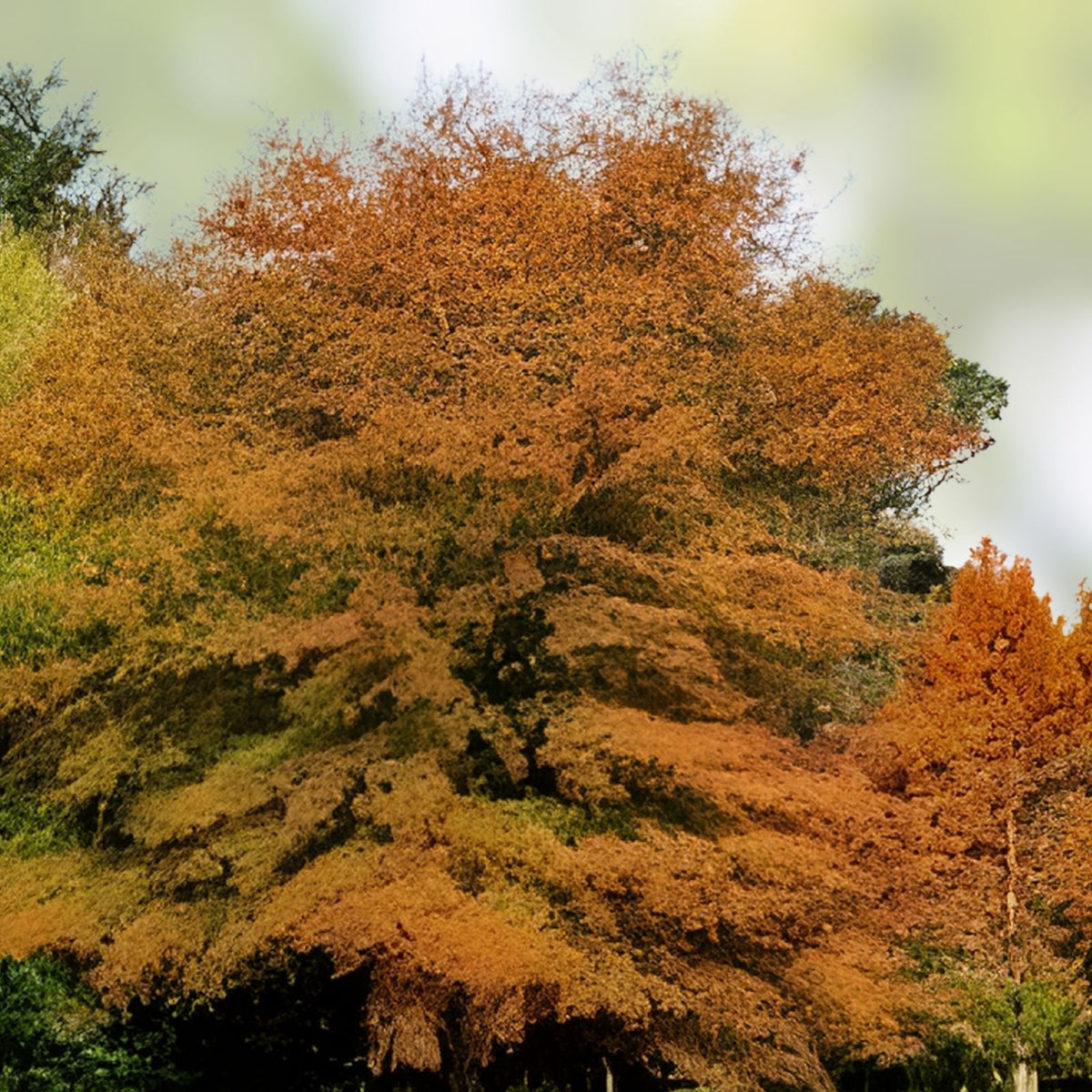 Willow Oak Seedlings 5 Live Trees Quercus phellos Fast-Growing Hardwood Southern Alabama Origin Wildlife Friendly