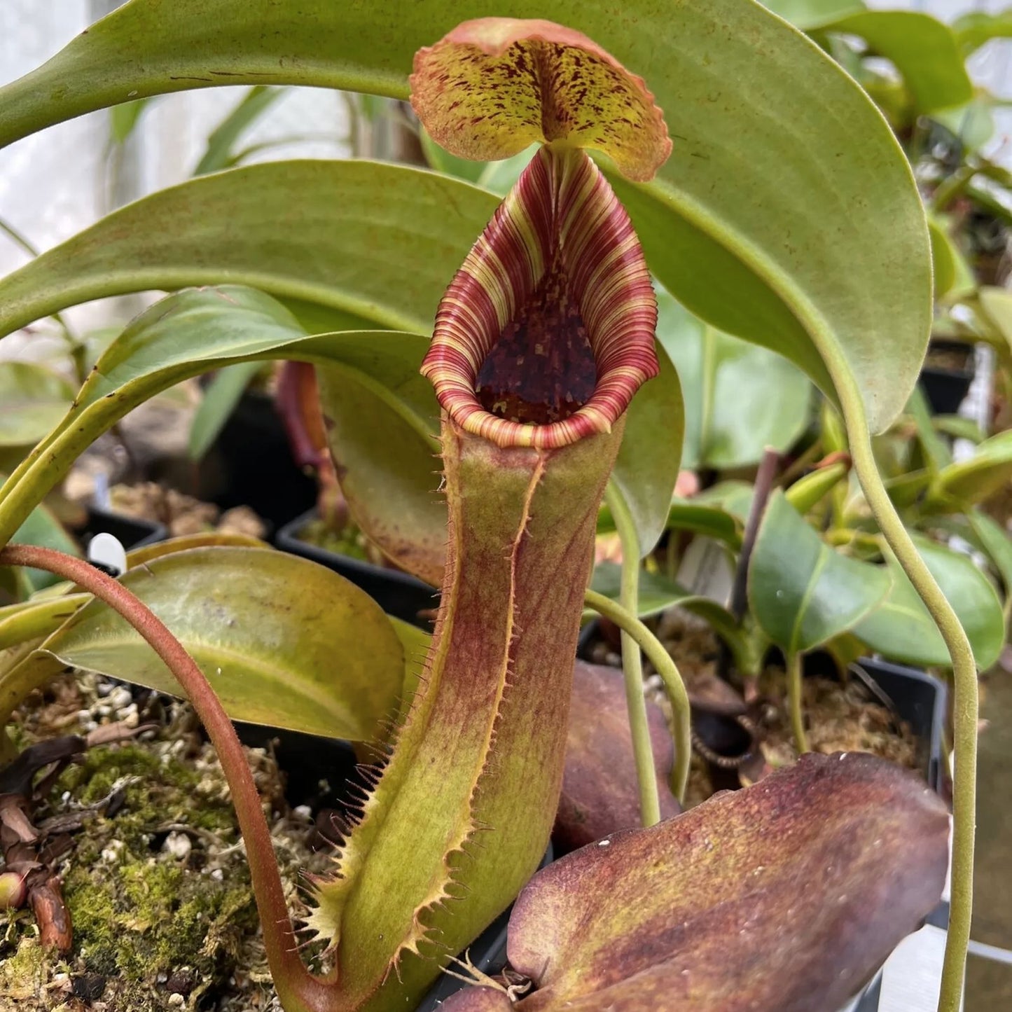 Nepenthes Lowii x Truncata XL Rooted Cutting - Exotic Carnivorous Plant for Collectors with Wide Peristome