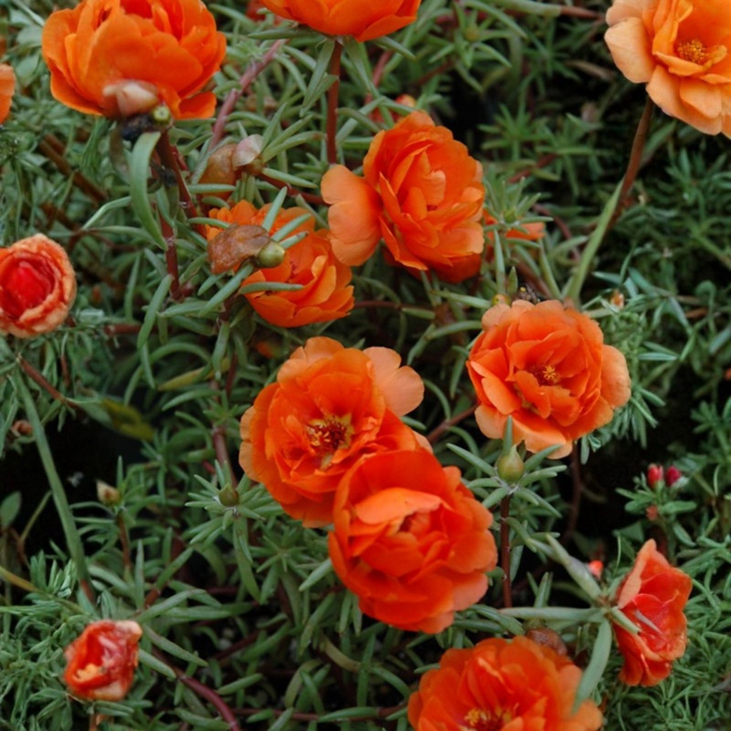 Jumbo Portulaca Cuttings 5 Unrooted Magenta Orange Splash Portulaca Grandiflora 'Samba'
