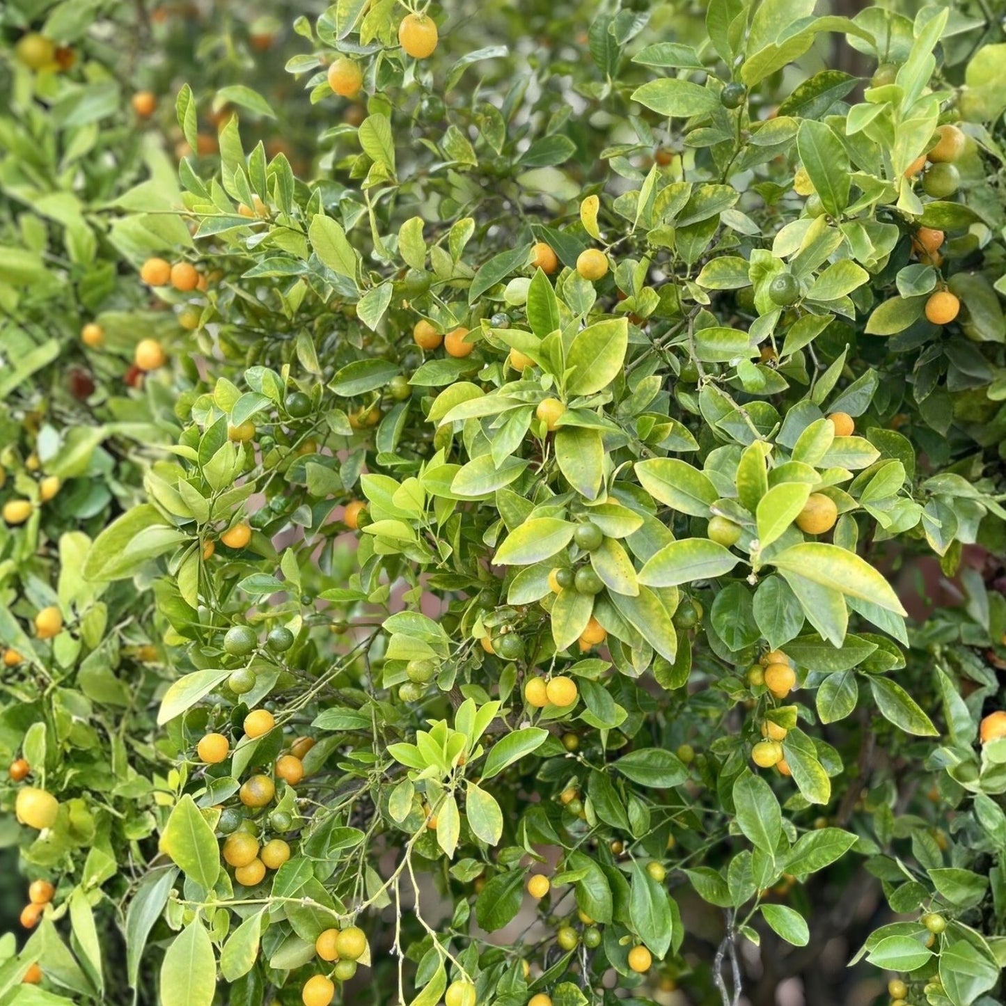 Calamansi Tree Cuttings - Rooting Grafting - Citrus microcarpa - Fresh Calamondin Citrus Plant Propagation
