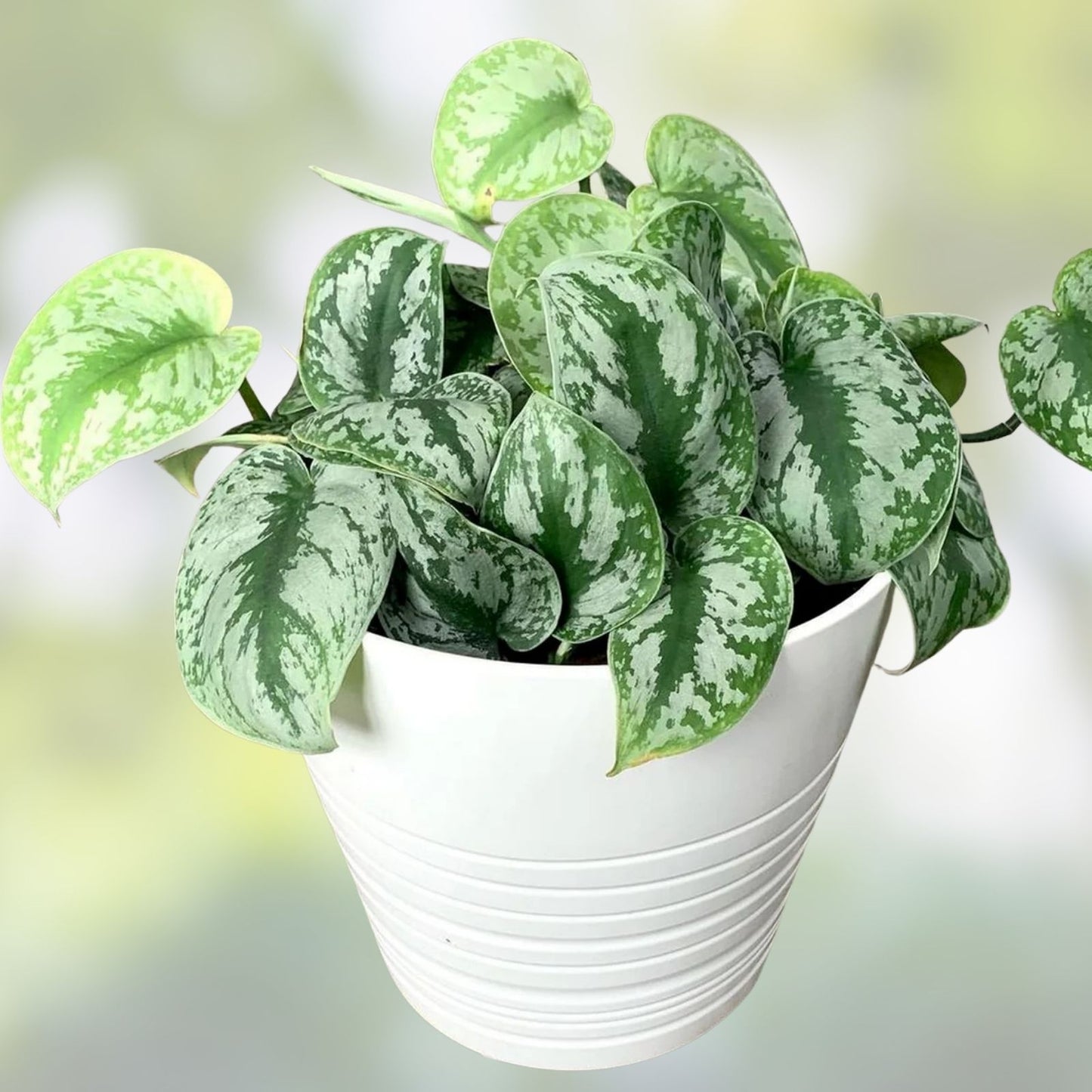 Scindapsus Pictus ‘Exotica’ Cuttings – 6 Healthy Rare Vining Aroid Indoor Plant Decor