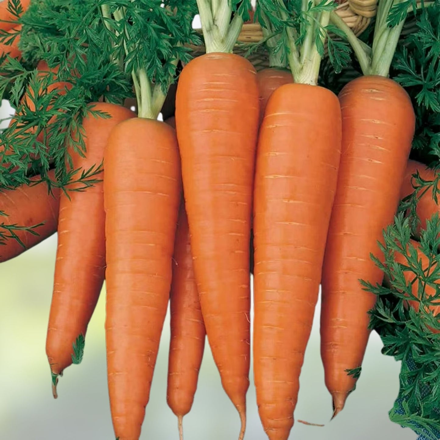 Heirloom Carrot Seeds 500+ Non-GMO Danvers Half Long Vegetable Seeds for Home Gardens Daucus carota