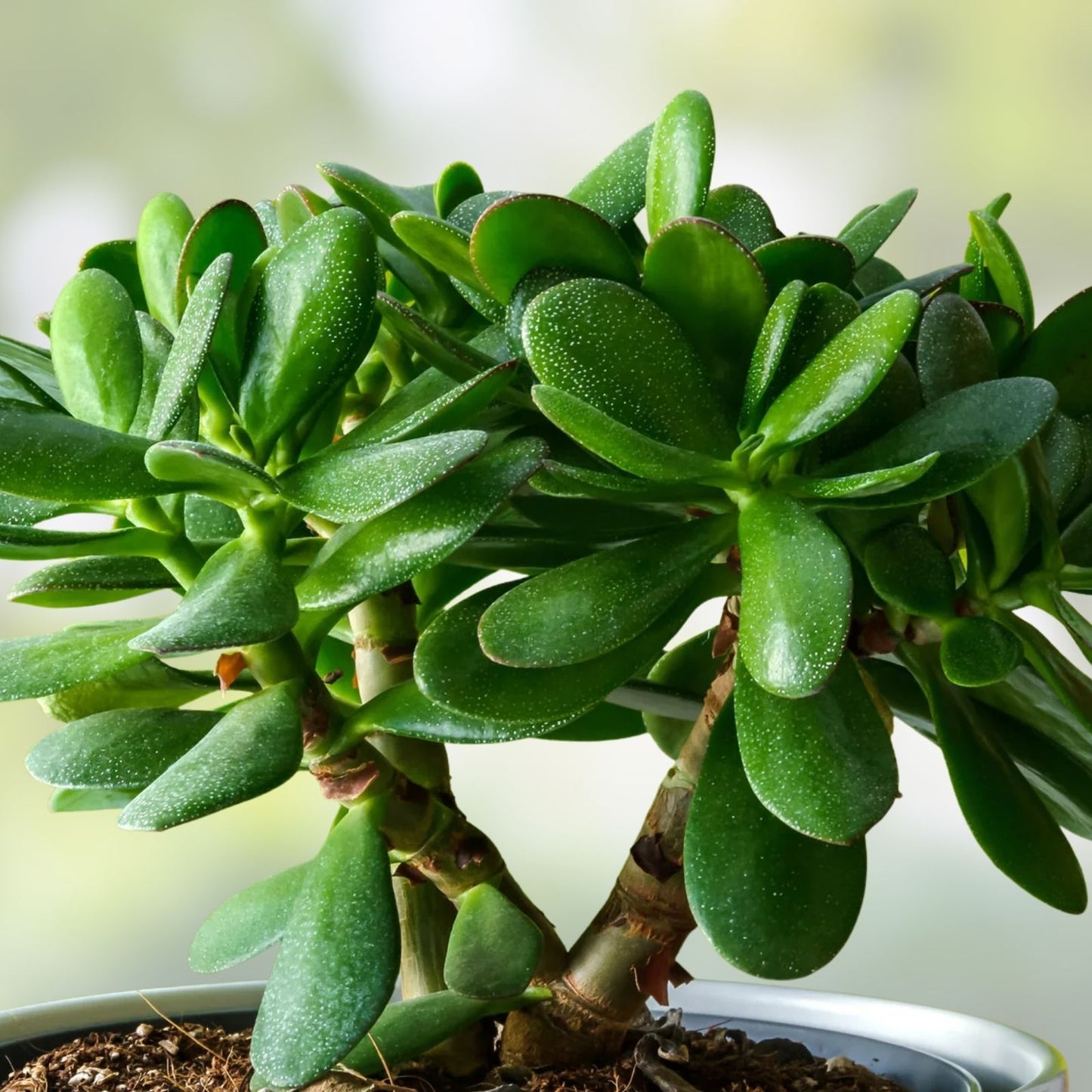 Succulent Plant 4-6" Green Jade Crassula Ovata Money Tree with White Blooms - Easy Care Indoor Plant