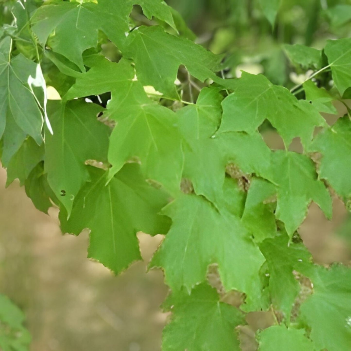 Bigleaf Maple Tree Seeds 30+ Acer macrophyllum for Planting, Hardwood Seeds, Ornamental Tree, Native California Tree