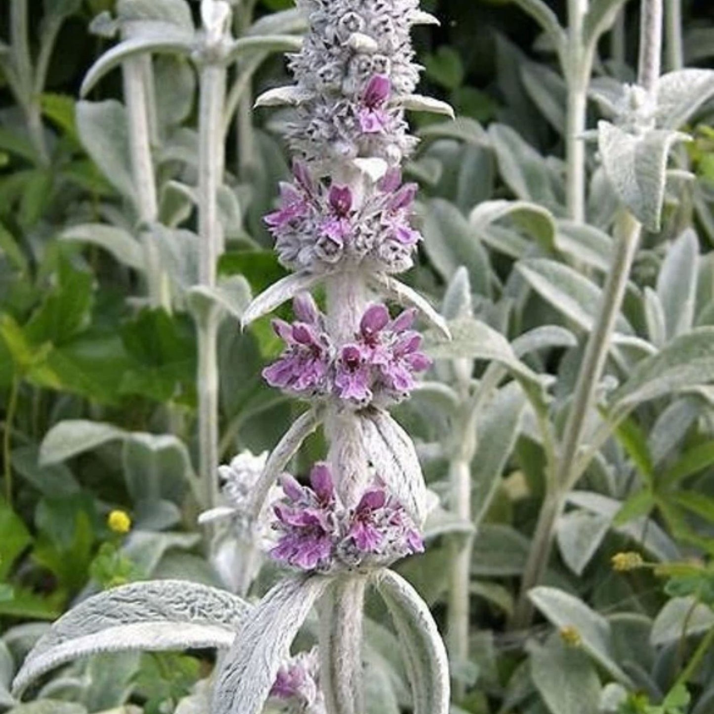 Lamb's Ear Seeds 100+ Pack Byzantina Variety Stachys byzantina Garden Seeds Made in USA from Iowa