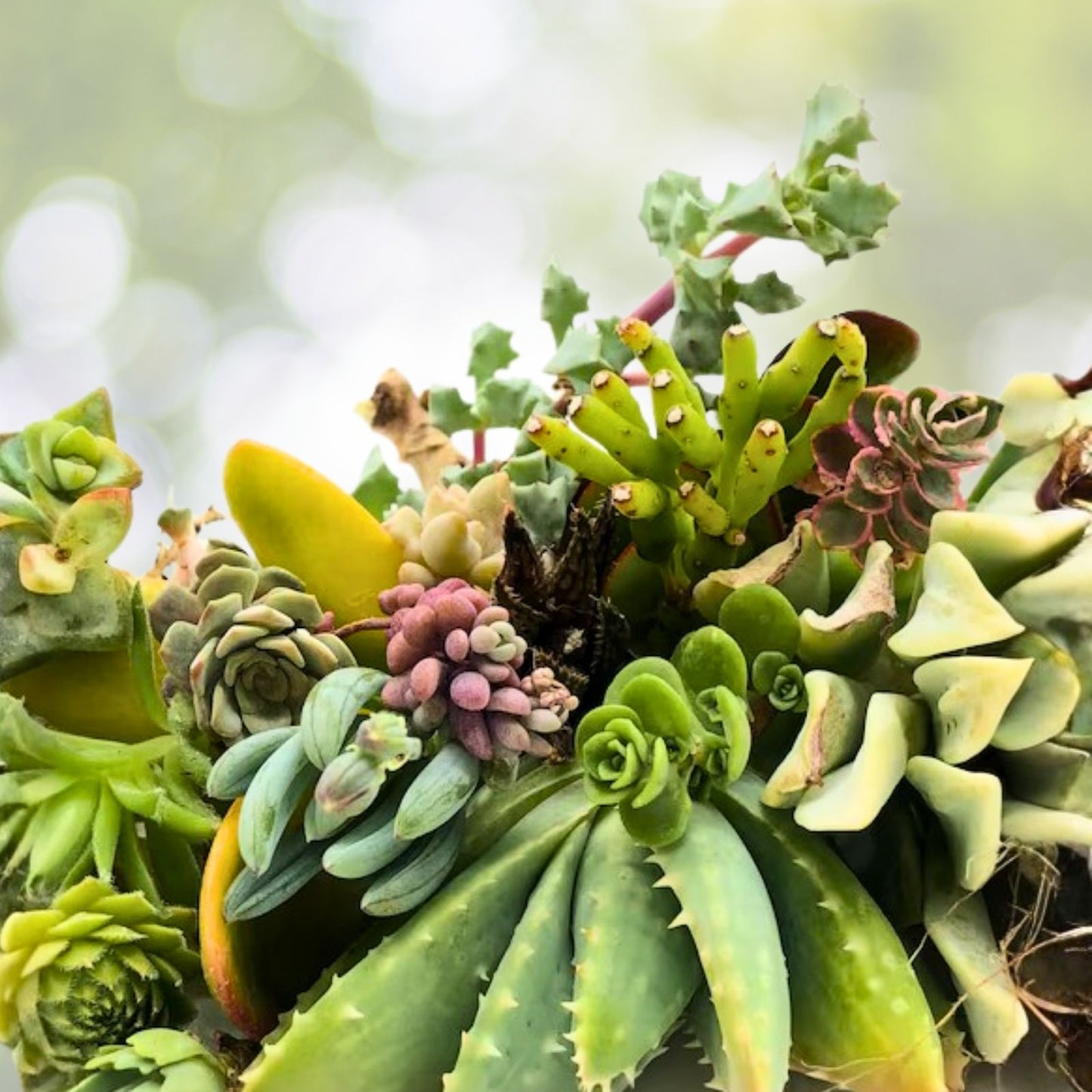 15 Assorted Succulent Cuttings | 15 Varieties Live Plants for Crafting | Echeveria, Sedum, Haworthia, Mixed Succulents