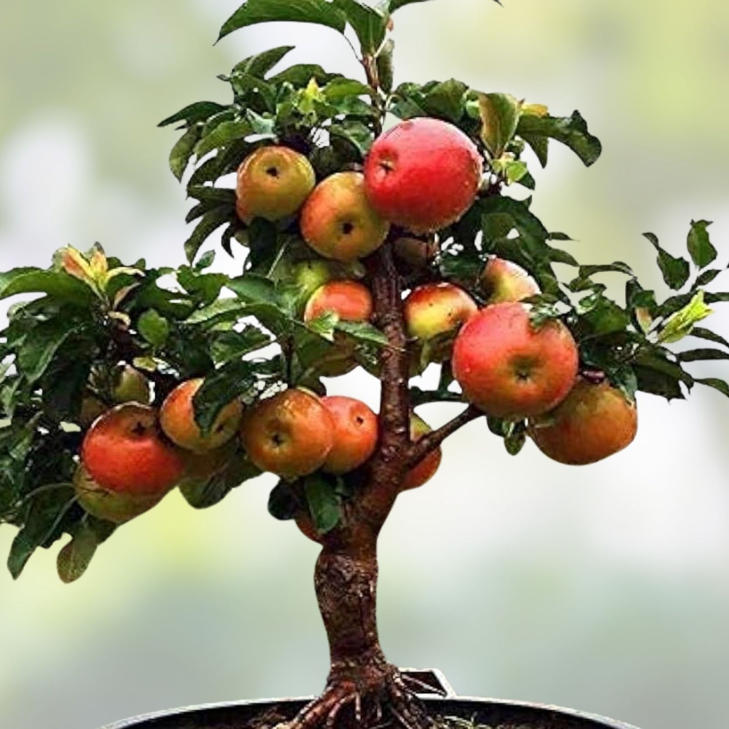 Dwarf Bonsai Apple Tree Seeds 20 Pack - Indoor Fruit Tree Malus Domestica - Exotic Gardening Seeds