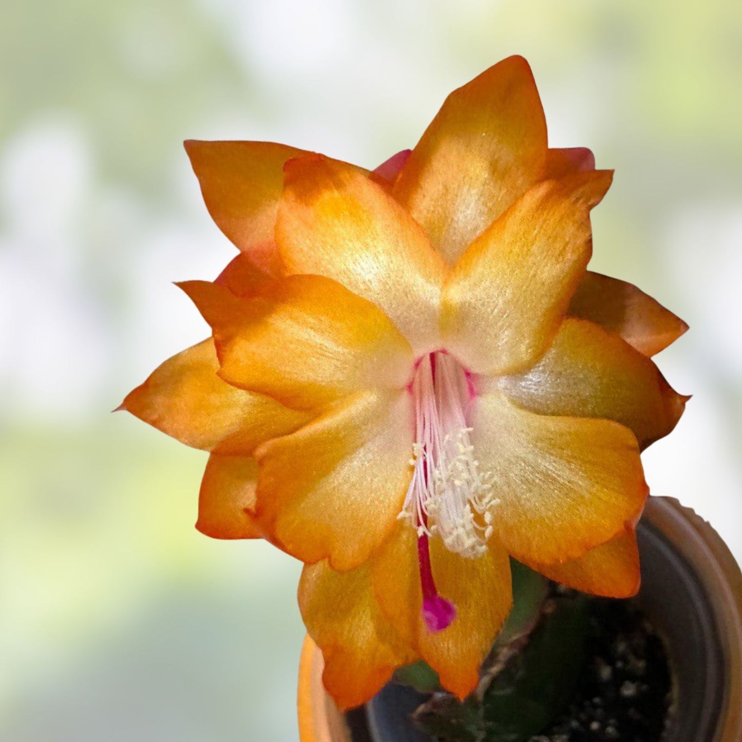 Thanksgiving Christmas Cactus Cuttings - 3 OUTONO BRAZIL Schlumbergera Succulent Plants - Holiday Flowering Succulents