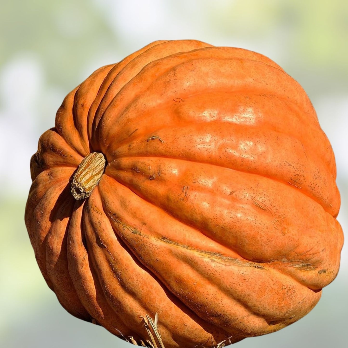 Atlantic Pumpkin Seeds 10 Pack Heirloom Variety Cucurbita pepo Organic Non-GMO Gardening Seed
