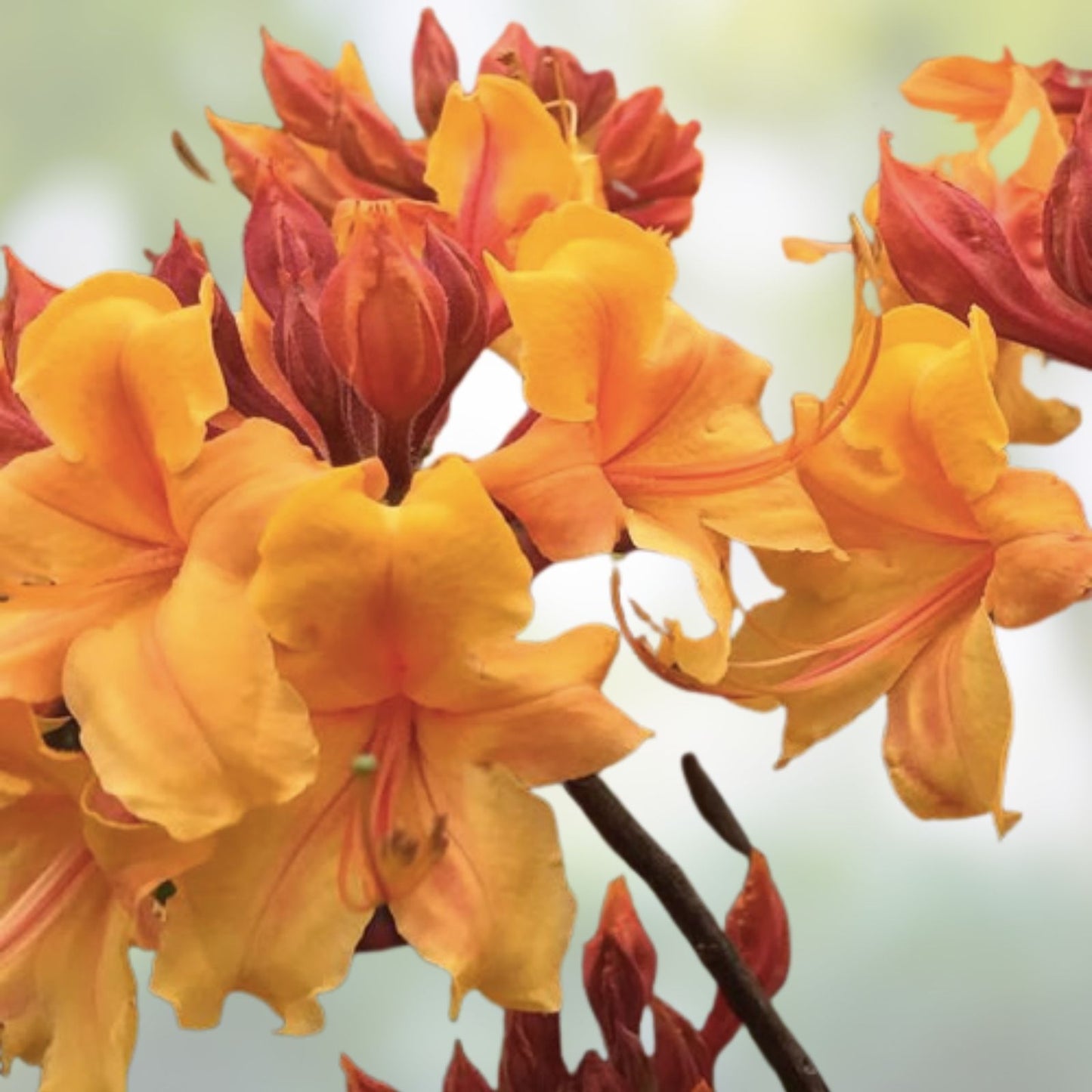 Aromi Azalea Starter Plant - Mauvila Gold Deciduous Rhododendron - Small Size for Gardens and Landscapes