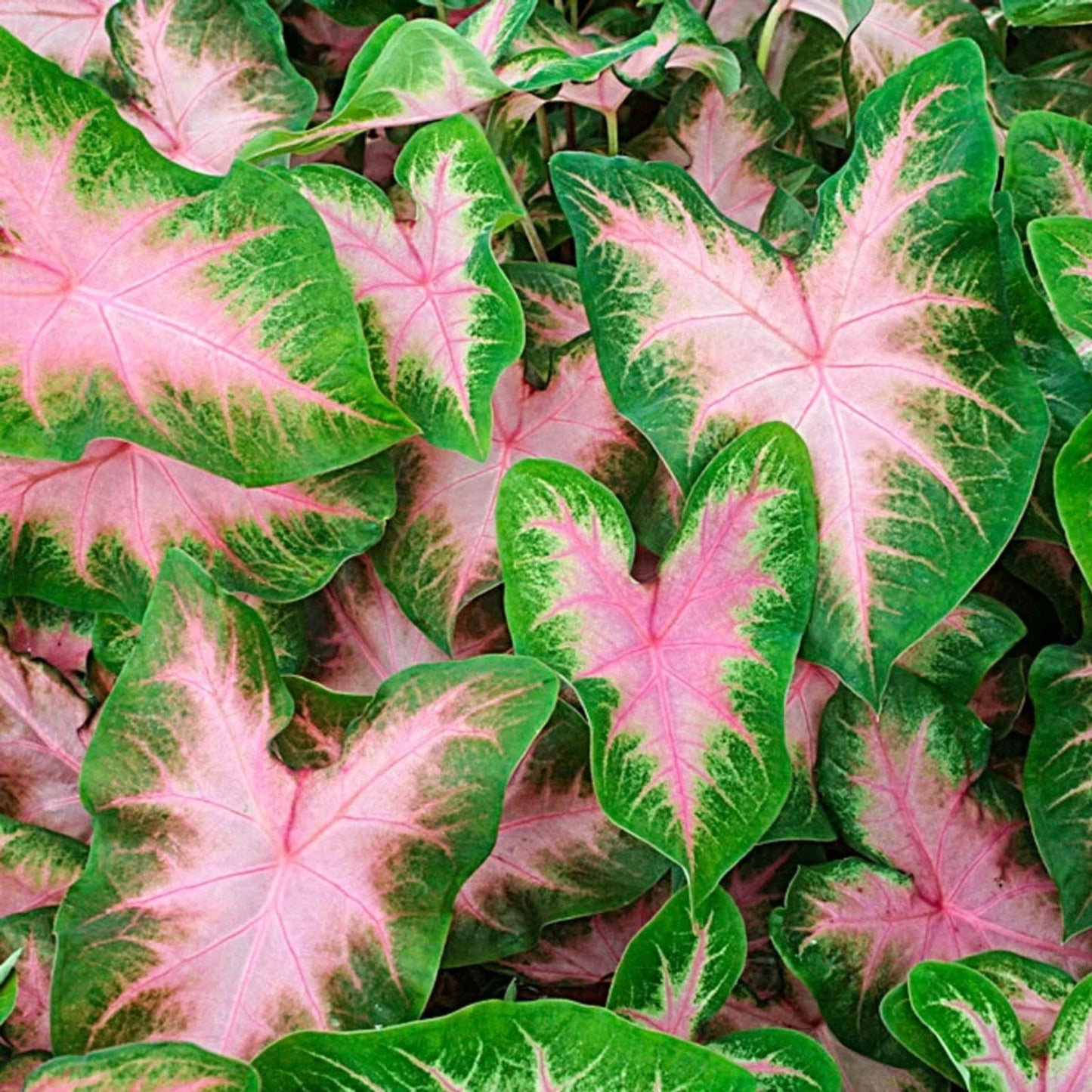 Caladium Bulbs 6 Pack Kathleen Variety Perennial Elephant Ears for Planting Tropical Foliage