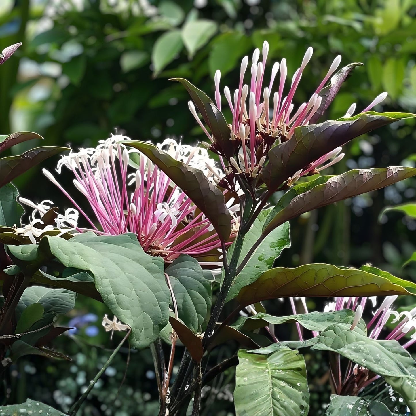Shooting Star Starter Plant in Pot - Clerodendrum Quadriloculare Starburst - Unique Houseplant - Live Indoor Plant