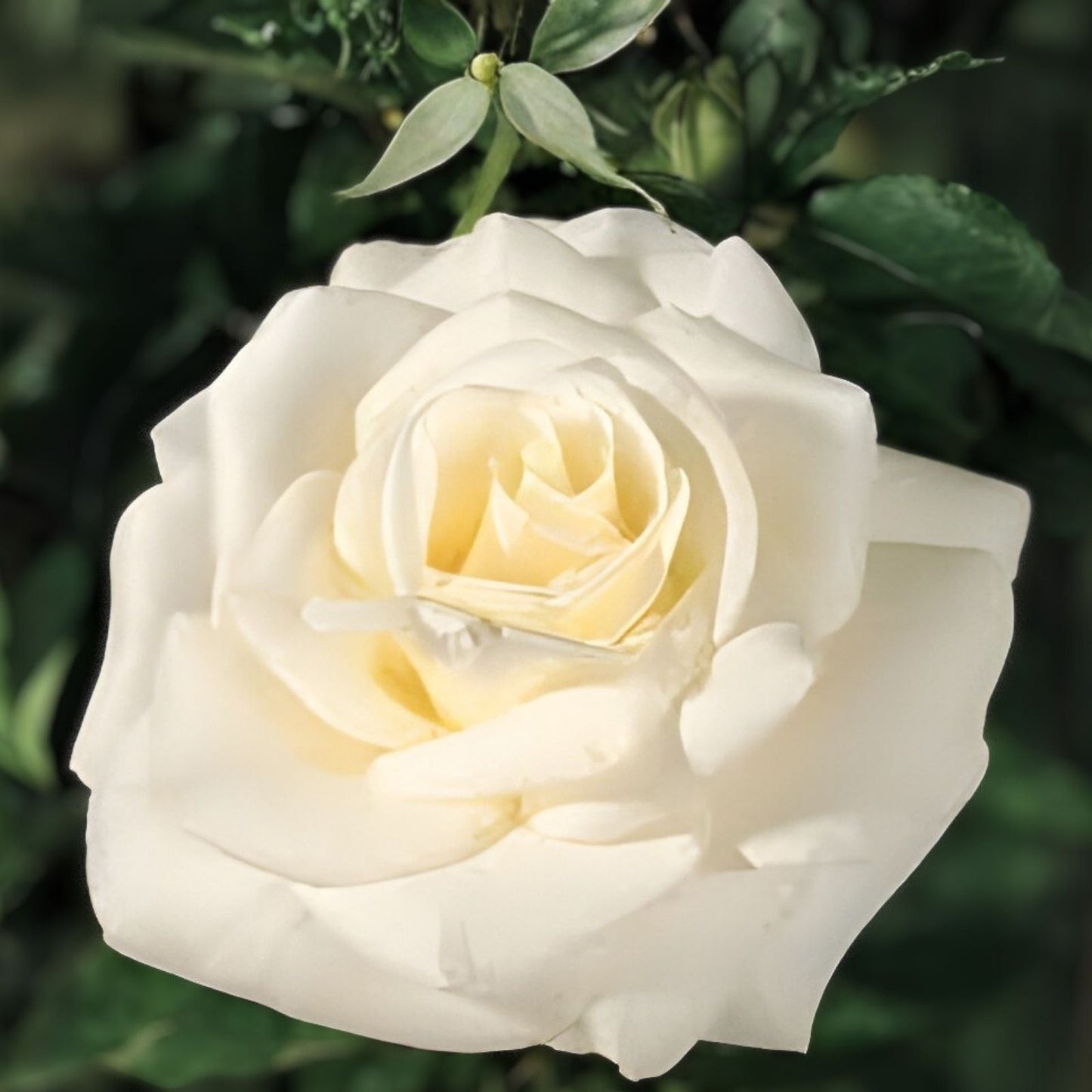 White Fragrant Hybrid Tea Rose Bush - John F. Kennedy Rosa 'JFK' - Garden Rose Plant for Fragrant Landscaping