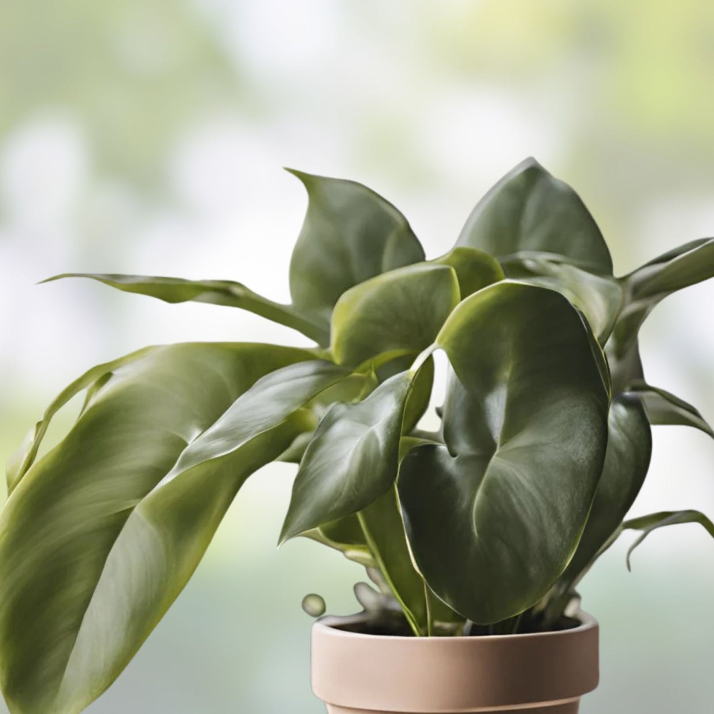 Mystery House Plant Cuttings Set of 6 – Indoor Plant Variety for Home Decor – Perfect for Plant Lovers