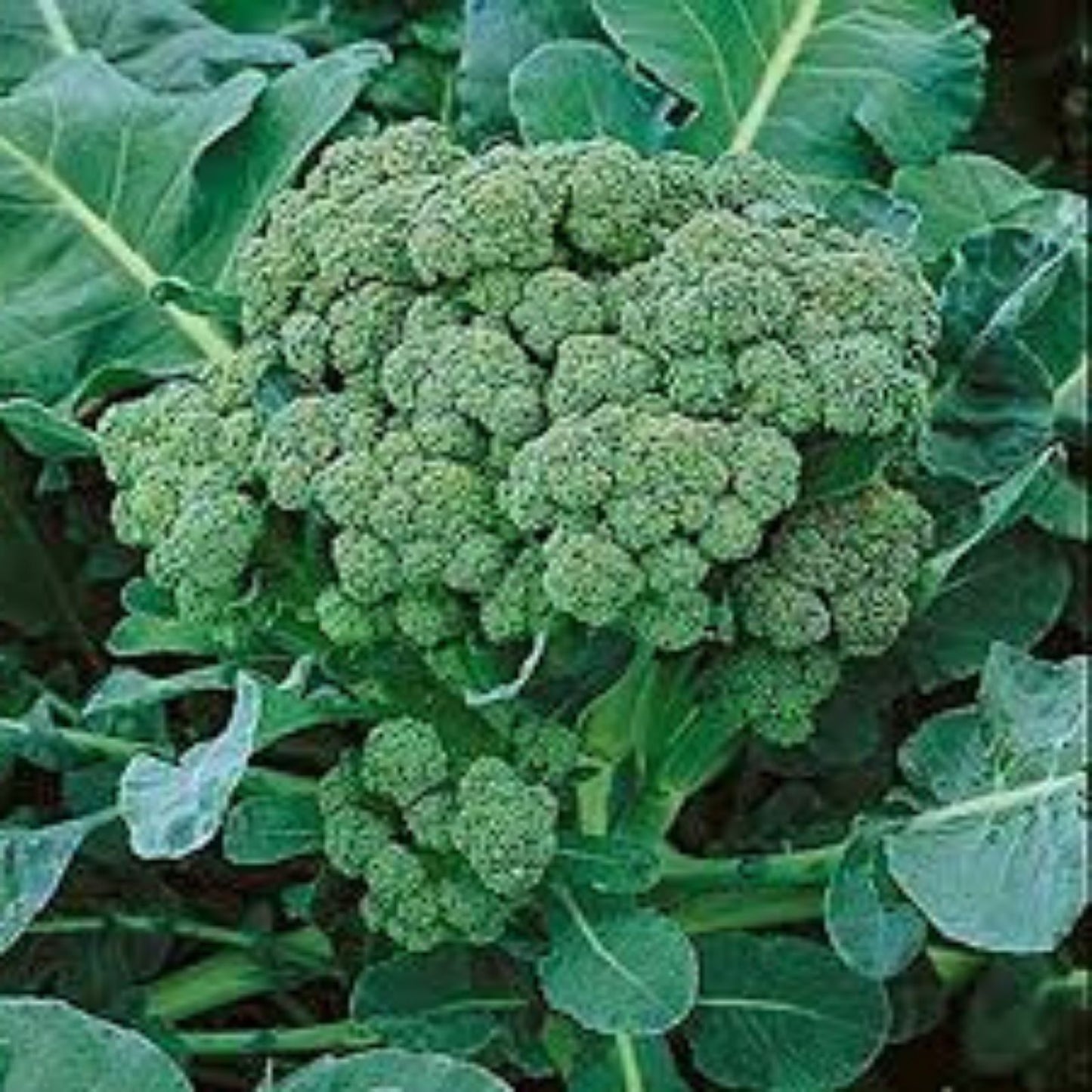 Broccoli Seeds 500 Count | Non-GMO Heirloom Green Sprouting Seeds | Garden Vegetable Seeds | Brassica oleracea