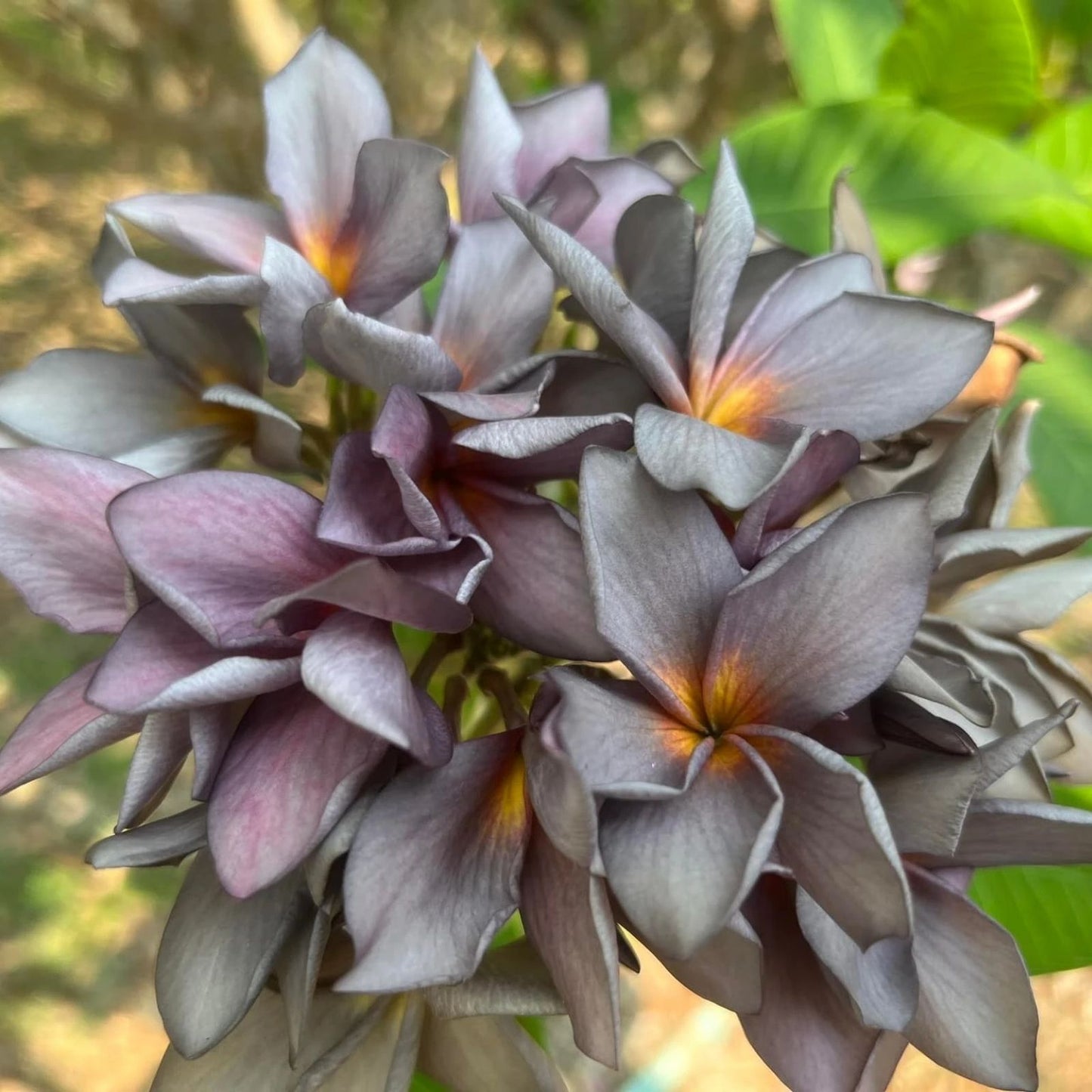 Plumeria Cutting 3 Tip Black Purple Frangipani Propagation Plant - Grafting Ready, Tropical Flowering Plant