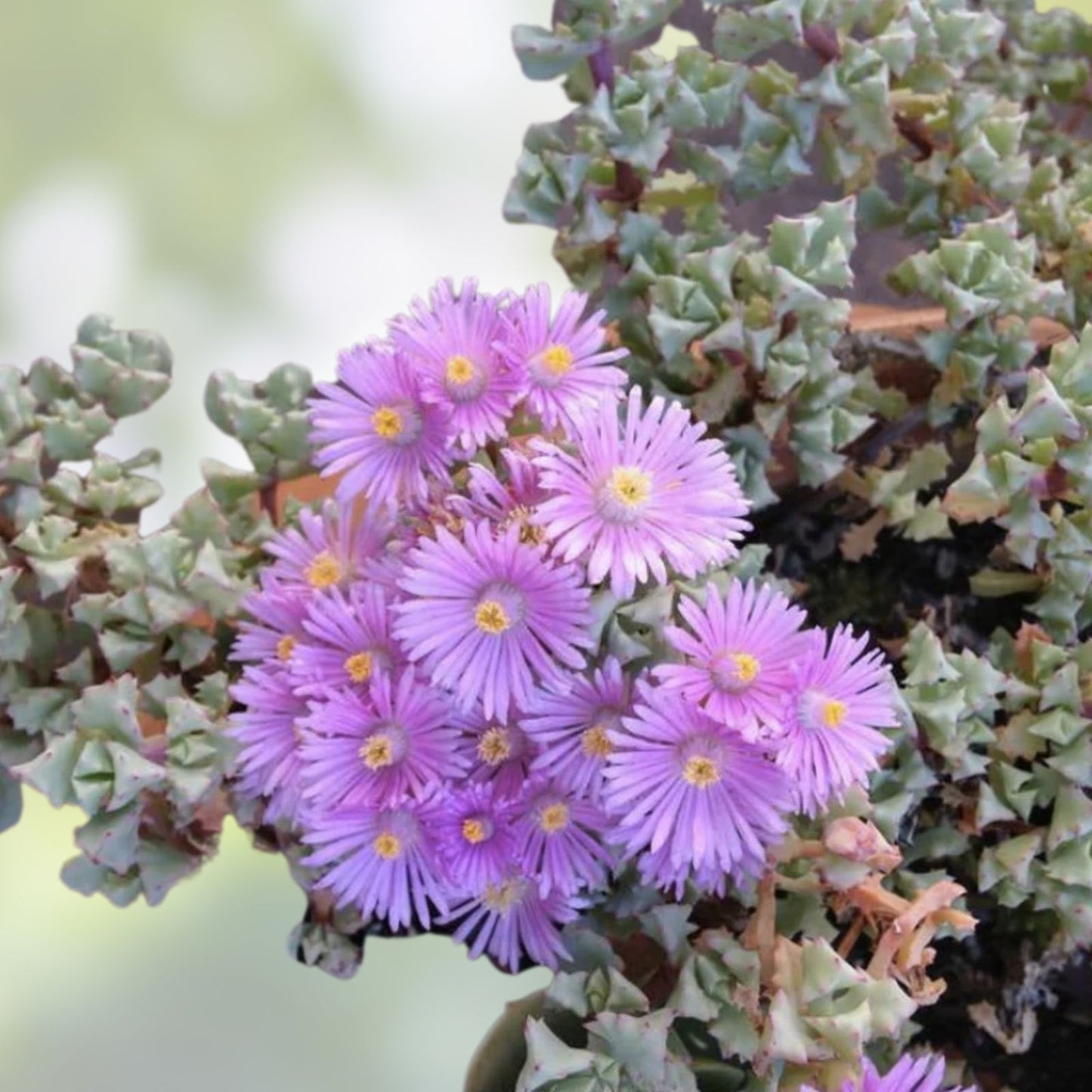 Ice Plant Cuttings - Vygie Violet Lampranthus deltoides Succulent Propagation for Indoor Outdoor Gardening