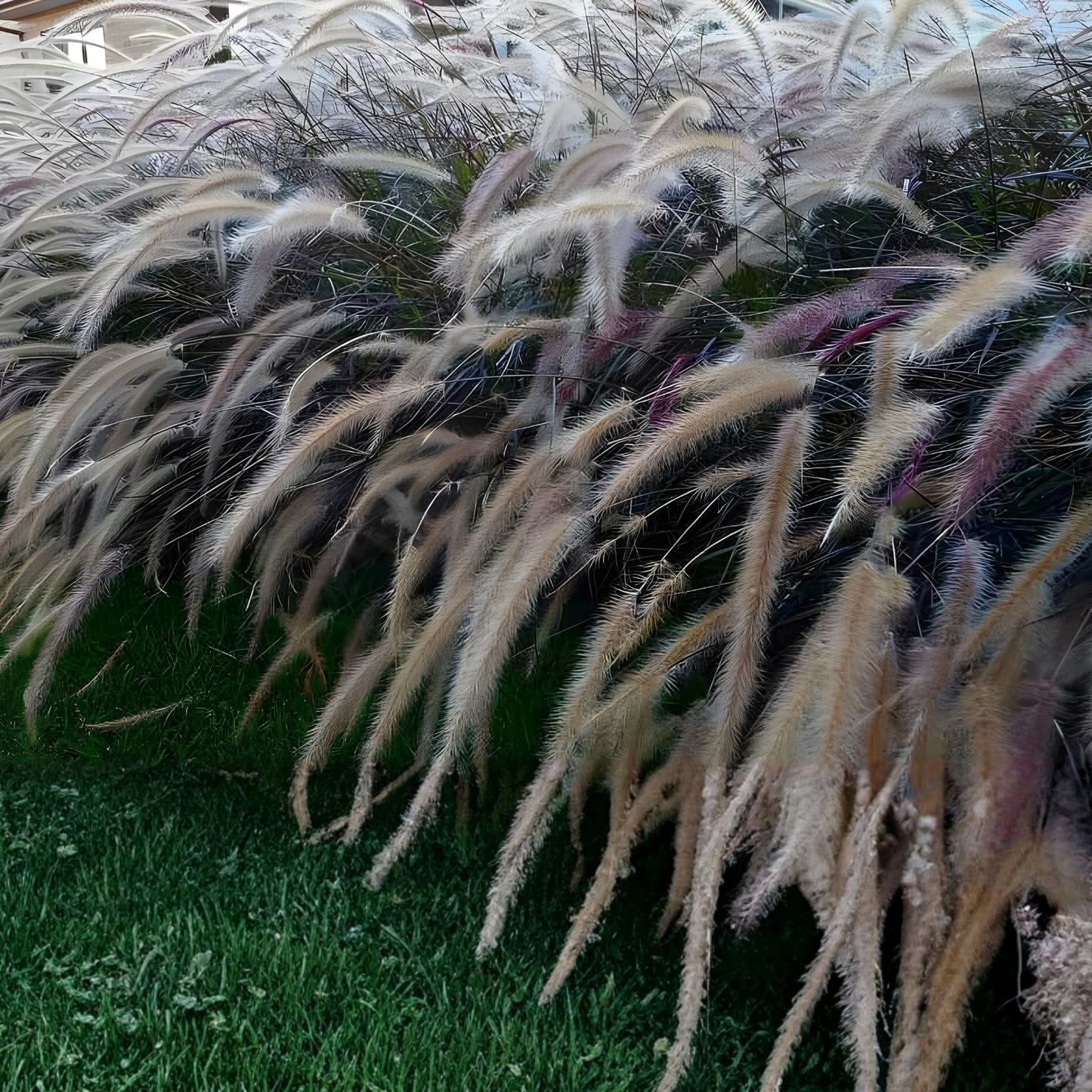 Bulk Prairie Grass Seed 10,000 Count - Native Drought Tolerant Ornamental Grass Seed for Landscaping and Wildflower Gardens