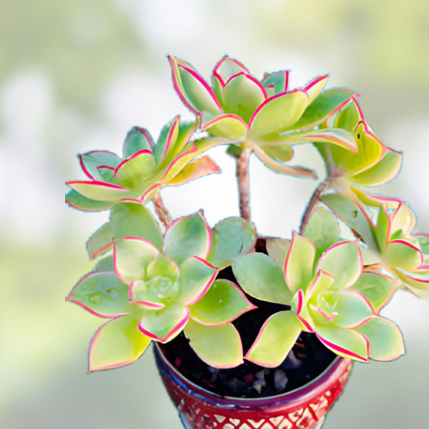 Aeonium 'Kiwi' Variegated Succulent Cutting 2-3 inches | Rare Indoor Plant for Garden Decor