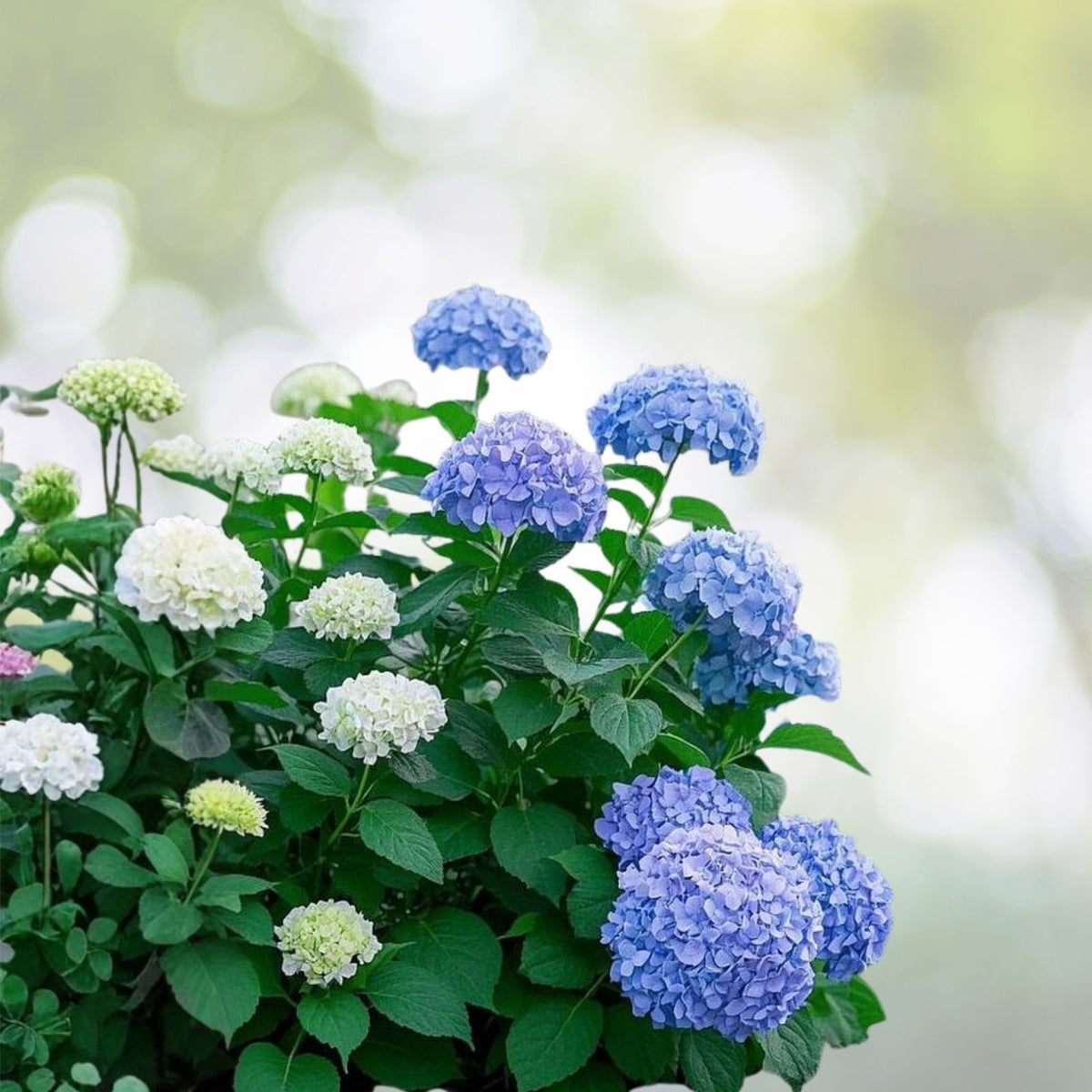 Hydrangea Seeds 85 or 250 Count Bloomwonder Variety Non-GMO Flower Seeds for Garden Planting Hydrangea macrophylla