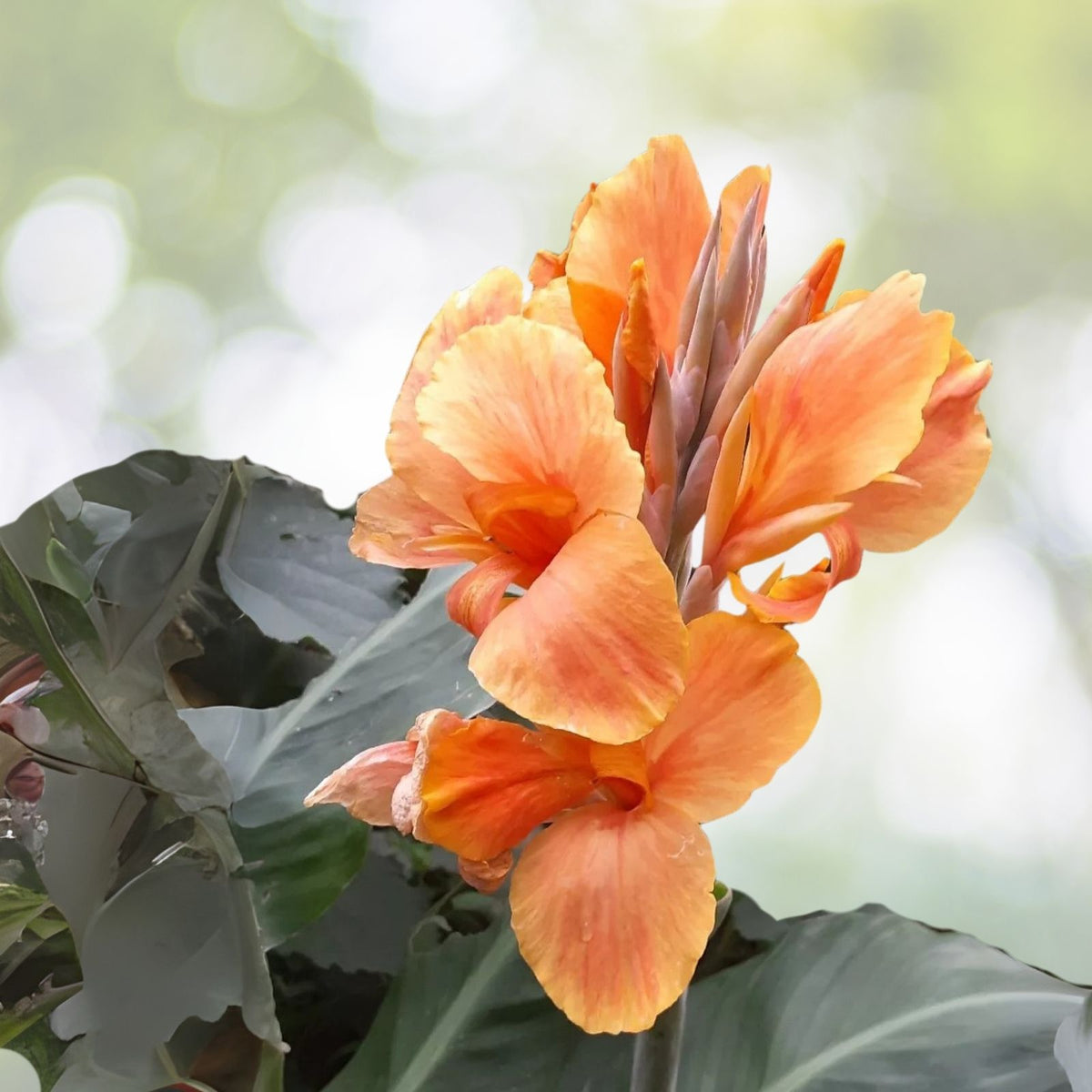 Canna Lily Bulbs (2 Count) - Sunrise Variety - Tropical Flowering Plant - Canna indica