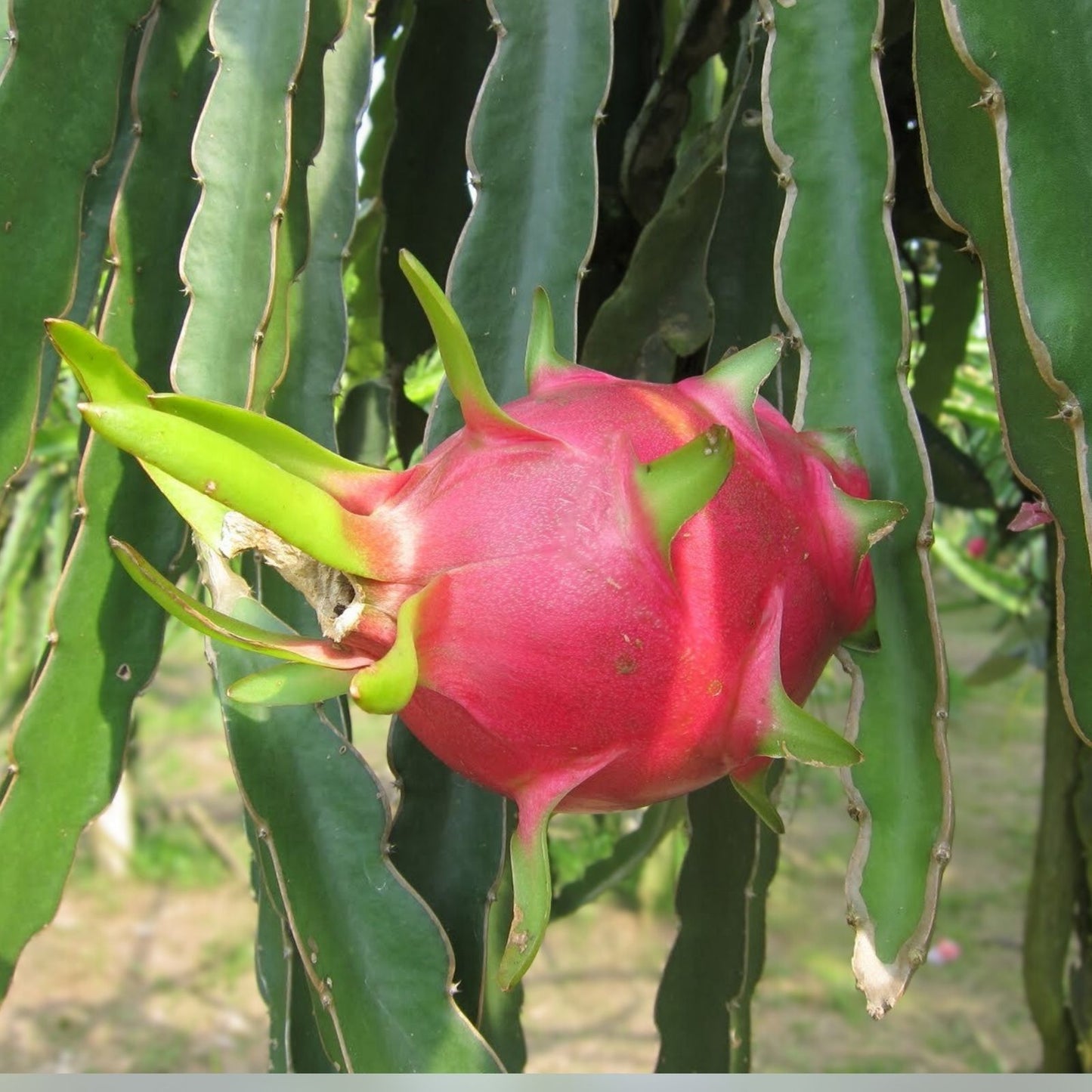 Rare Dragon Fruit Cuttings 8-12 Inches Long | Hylocereus Undatus | Exotic Fruit Plant for Home Gardening