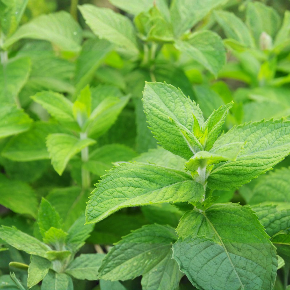 Rooted Mint Plant Cuttings - Organic Mojito Mint - 5+1 Free - Mentha Villosa ???? ???