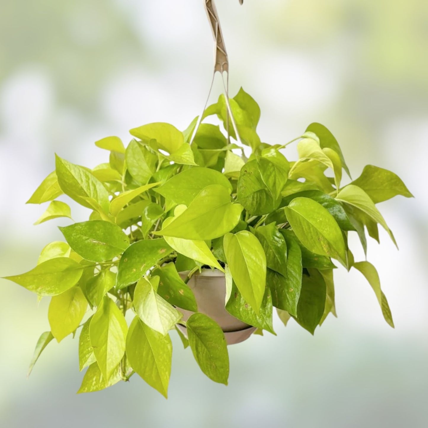 Neon Pothos Cuttings - 3 Bright Green Indoor Plant Propagation - Epipremnum aureum