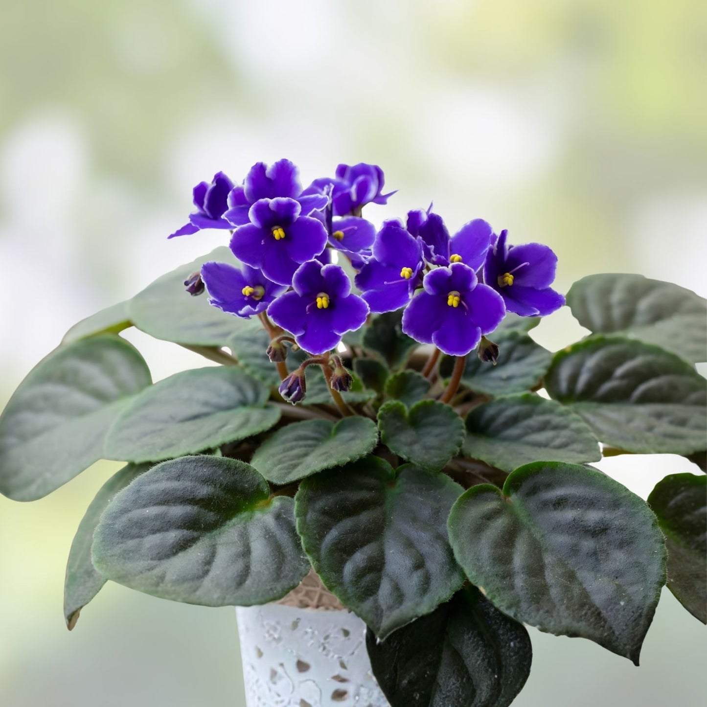 African Violet Leaves 2 Pack - Hunter's Momma Jo - Saintpaulia ionantha - Live Plant Cuttings for Propagation