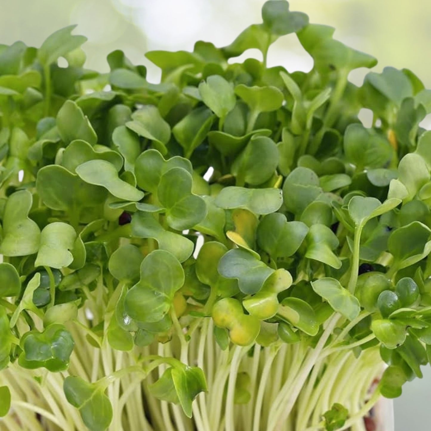 Watercress Seeds - 500+ True Watercress Seeds, Chinese Watercress Superfood Microgreen, Nasturtium officinale