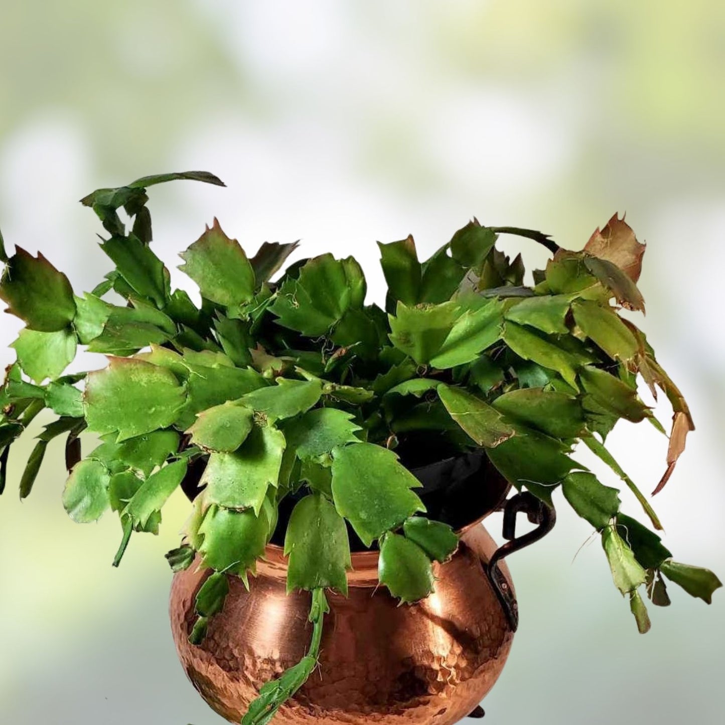 Unrooted Thanksgiving Cactus Leaf Cuttings Schlumbergera truncata for Propagation Houseplant Enthusiasts