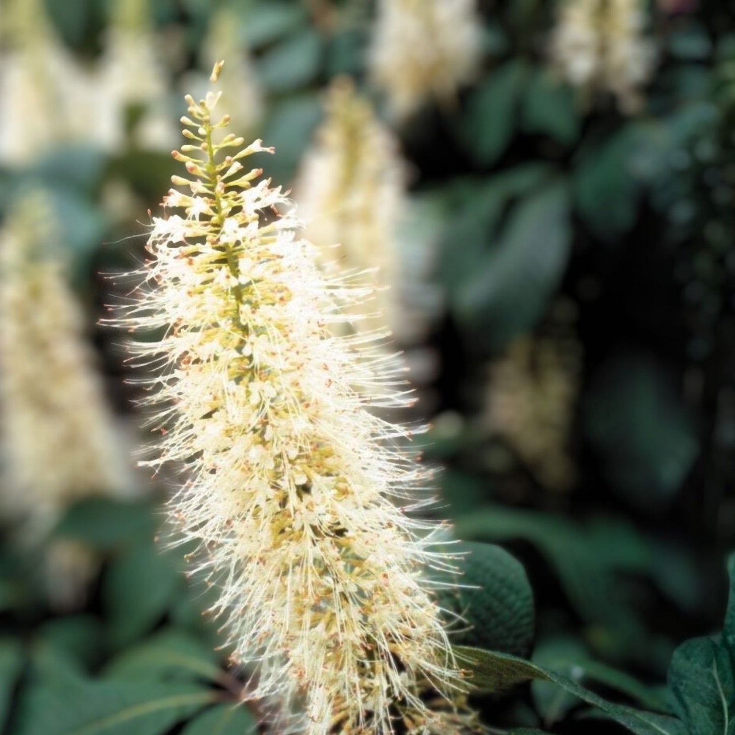 Bottlebrush Buckeye Live Plant - 12" Bare Root Shrub - Aesculus parviflora - Shade Erosion Control Plant for Zones 4-8