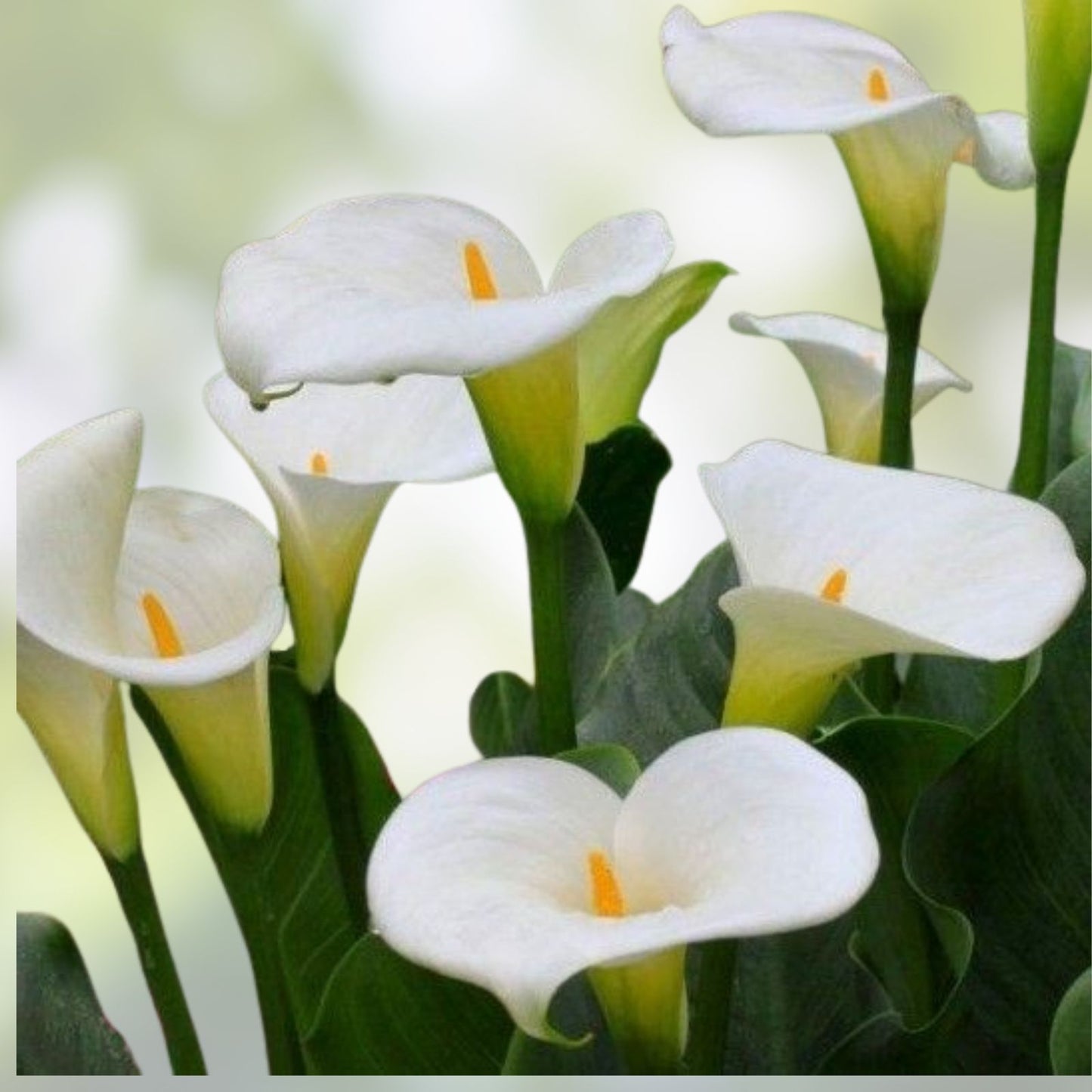 Calla Lily Bulbs – White Zantedeschia aethiopica – 10 Live Perennial Flower Bulbs for Garden Planting