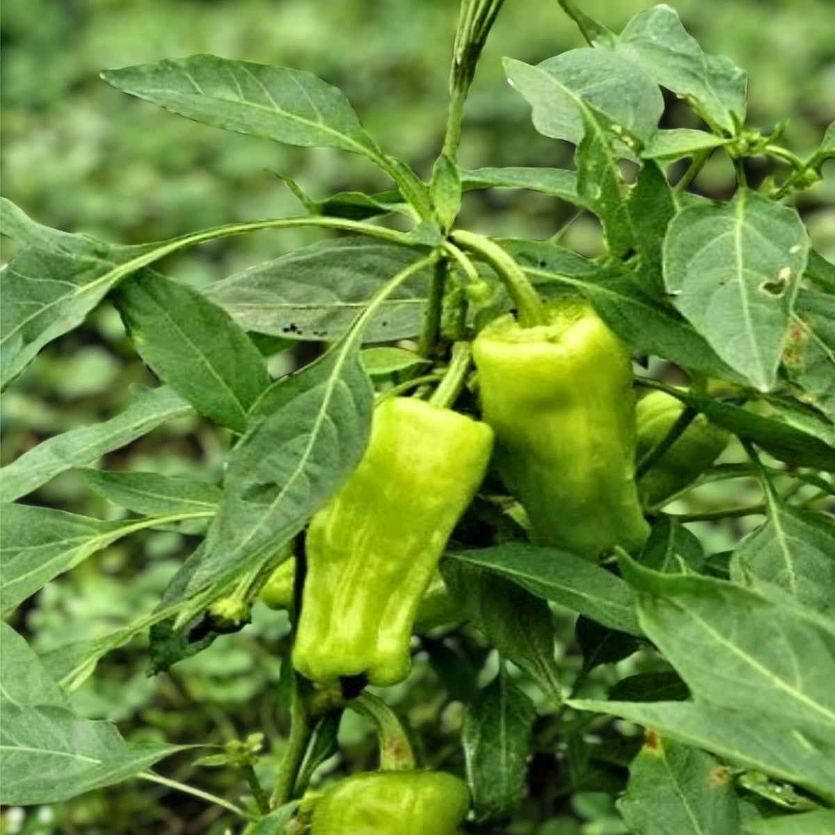 Sweet Pepperoncini Seeds 30+ Heirloom Non-GMO Organic Capsicum Annuum for Garden Planting in Full Sun
