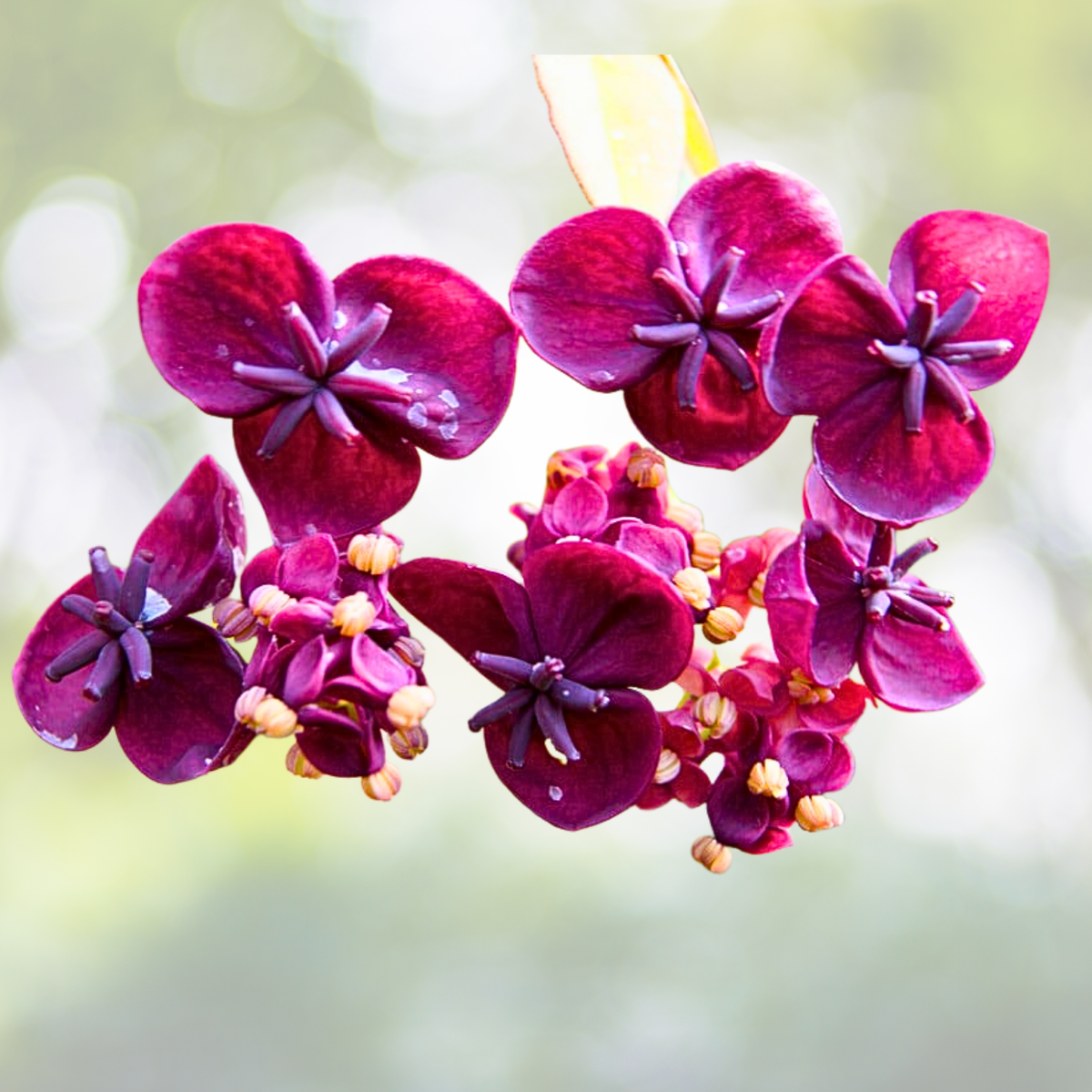 Chocolate Vine Plant - 8-12 Inch - Akebia Quinata - Cutback