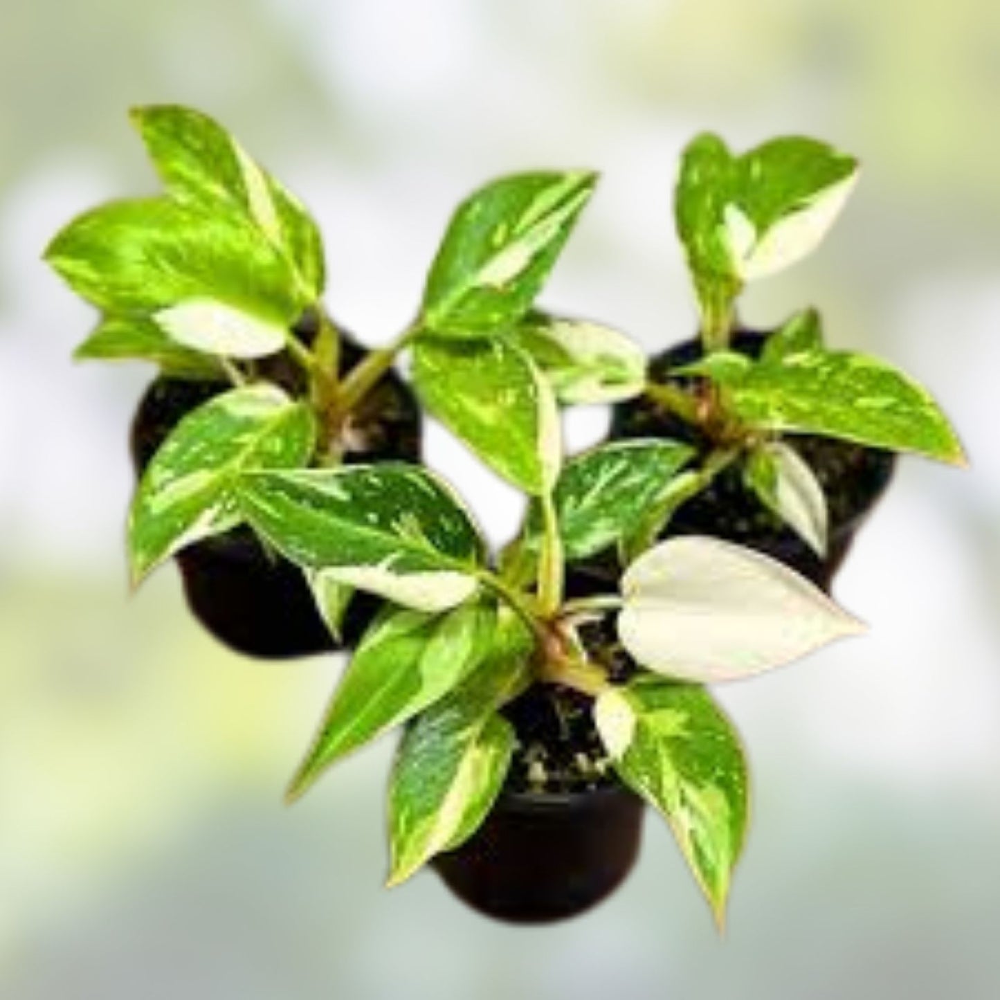 Rare Philodendron White Princess Plant - Variegated Aroid in 3" Pot - Collector's Indoor Houseplant - Philodendron erubescens