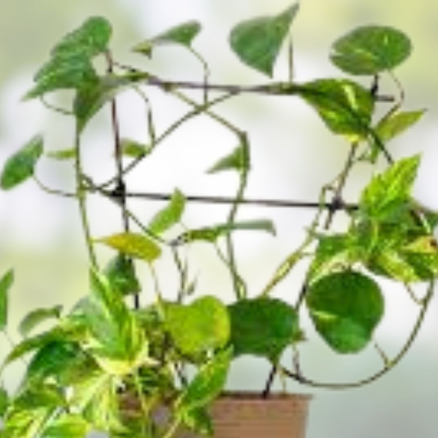 Rooted Pothos Cutting - Green Leaf Stem - Epipremnum aureum Houseplant | Live Indoor Plant