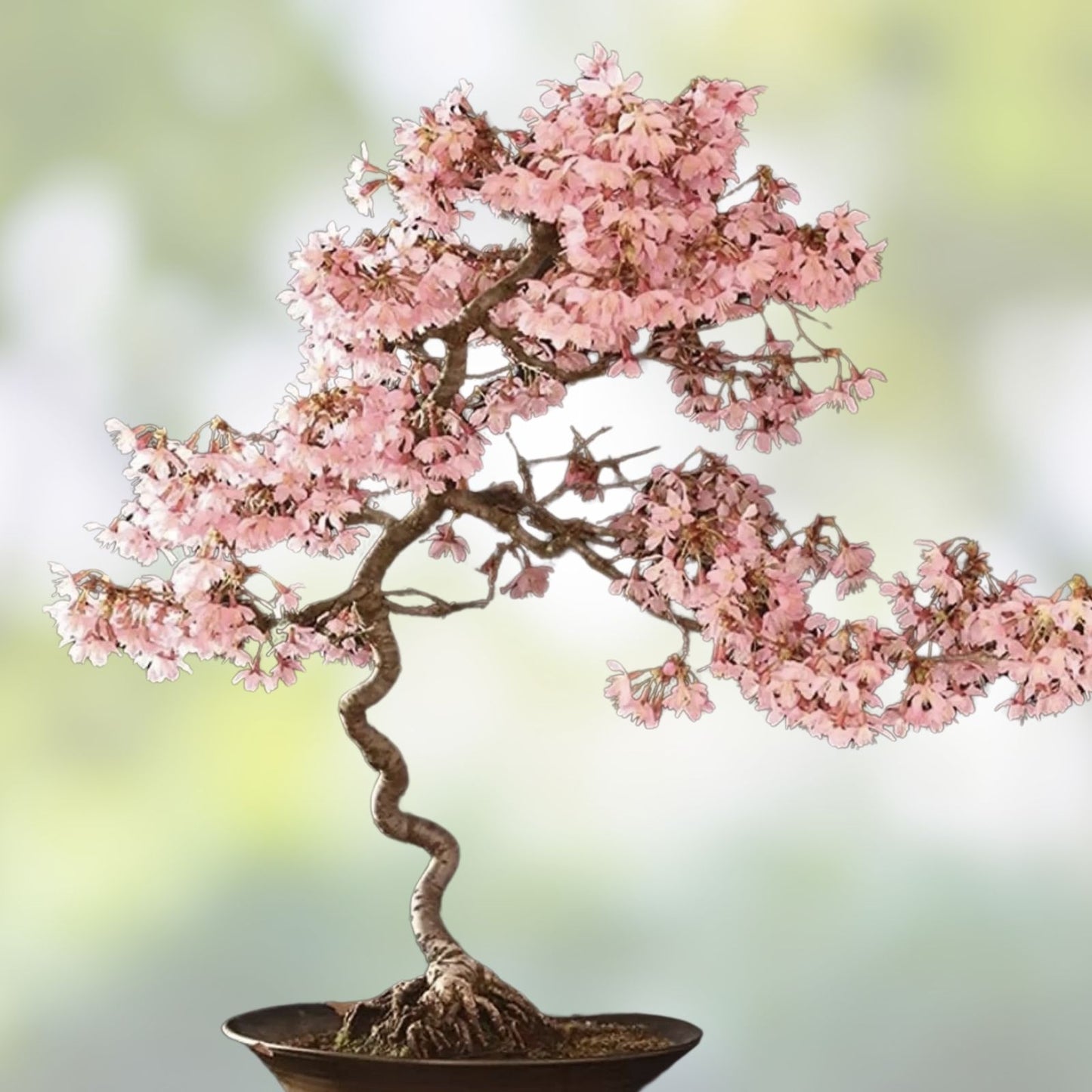 Sakura Tree Seeds 10 Pack Cherry Blossom Prunus serrulata Outdoor or Bonsai Planting